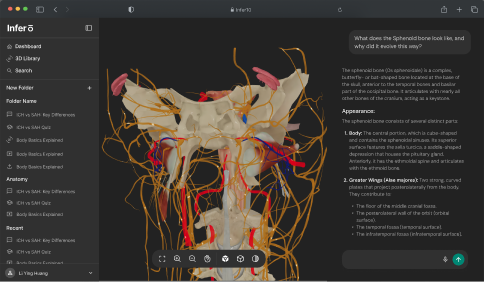 Infer10 3D anatomical model of a sphenoid bone in the browser