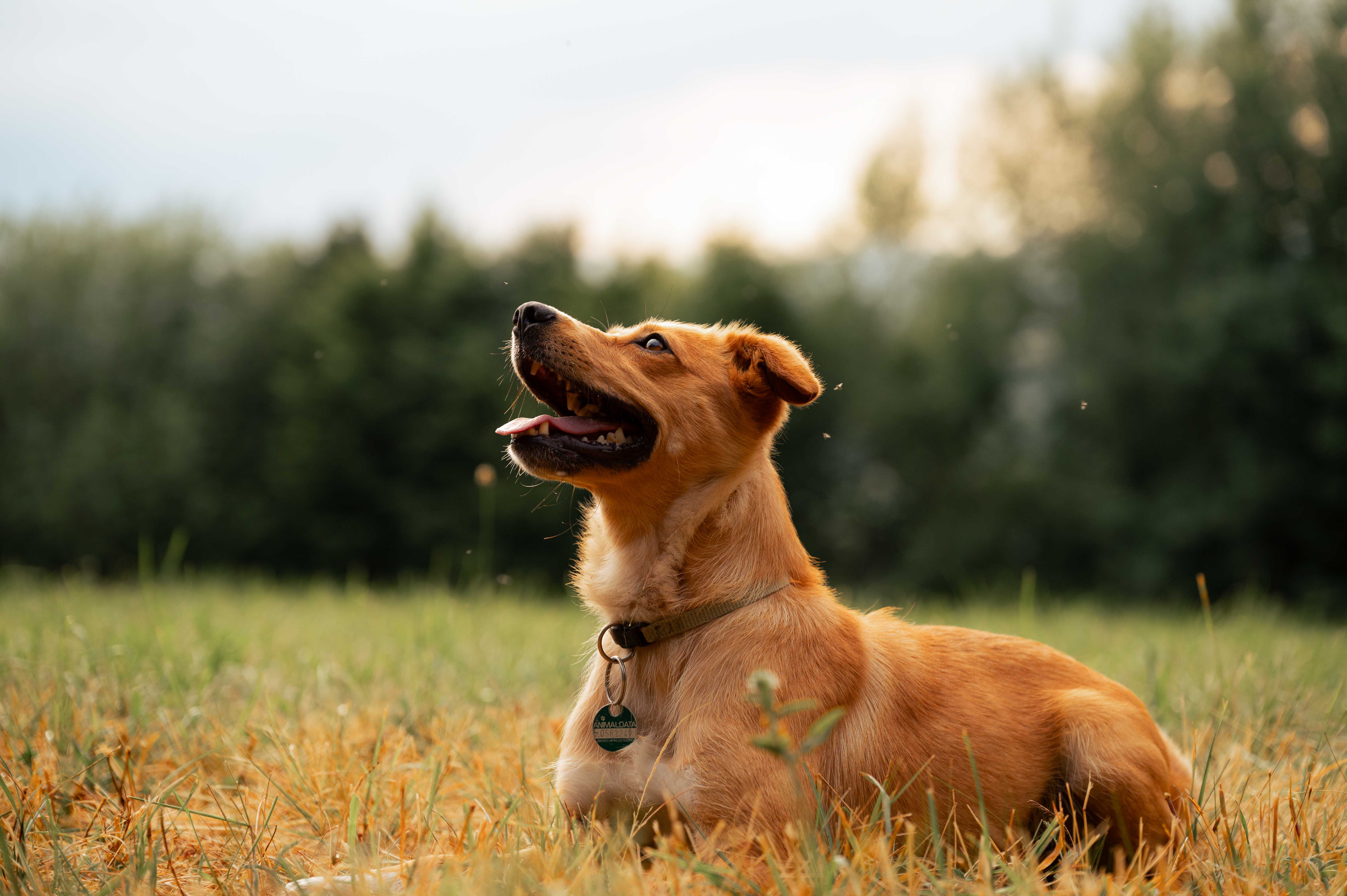 Waltraud,Robert,Anni Juni2025 - Tiershooting am Ländle