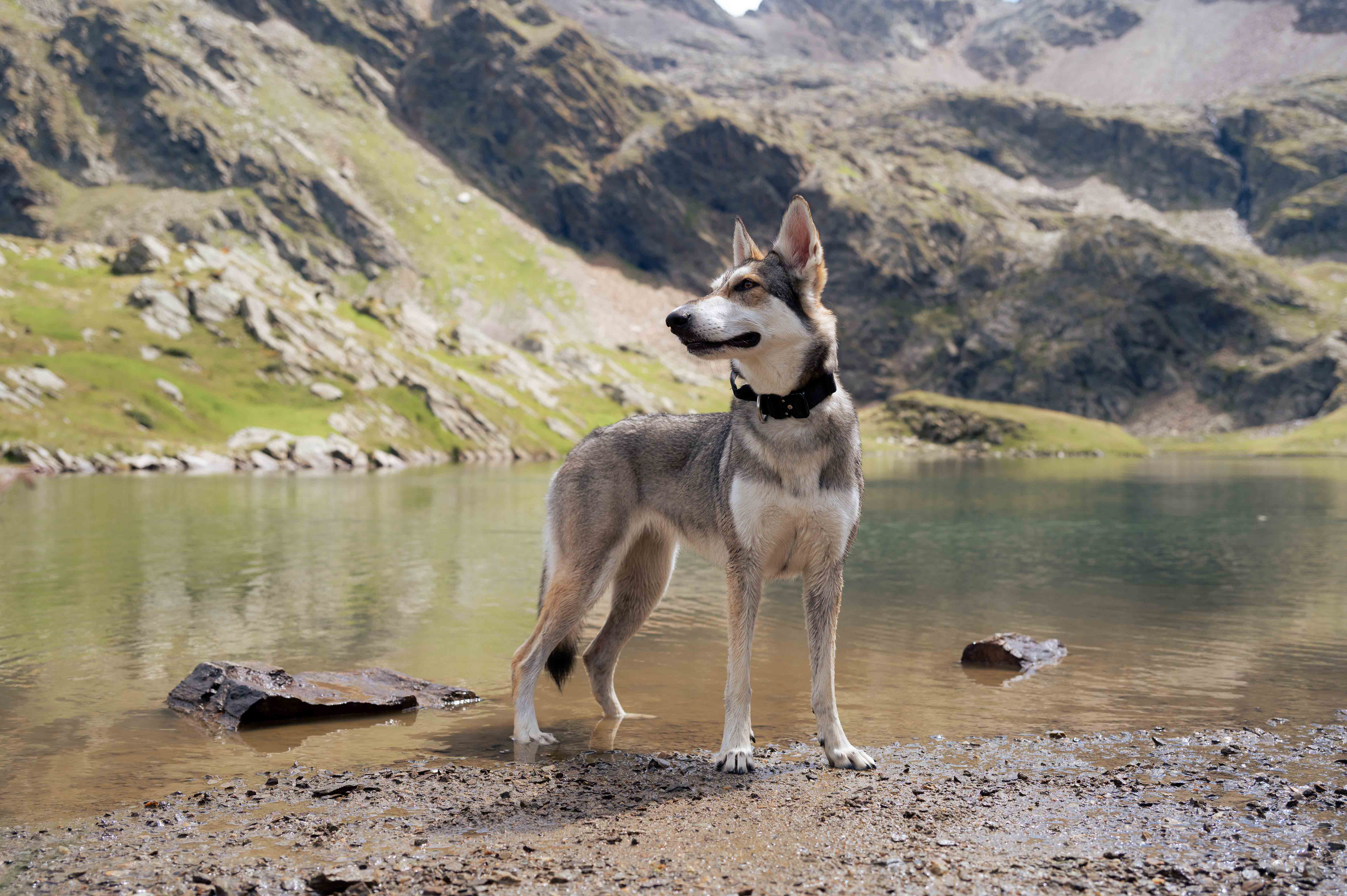 Peter&SafiraAug2025Osttirol