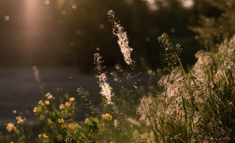 The Surprising Link Between Your Gut Microbiome and Allergy Rates