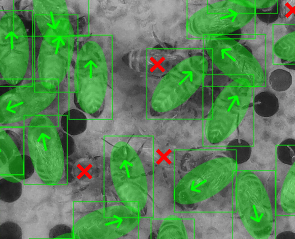 Lifelong learning for worker bee detection