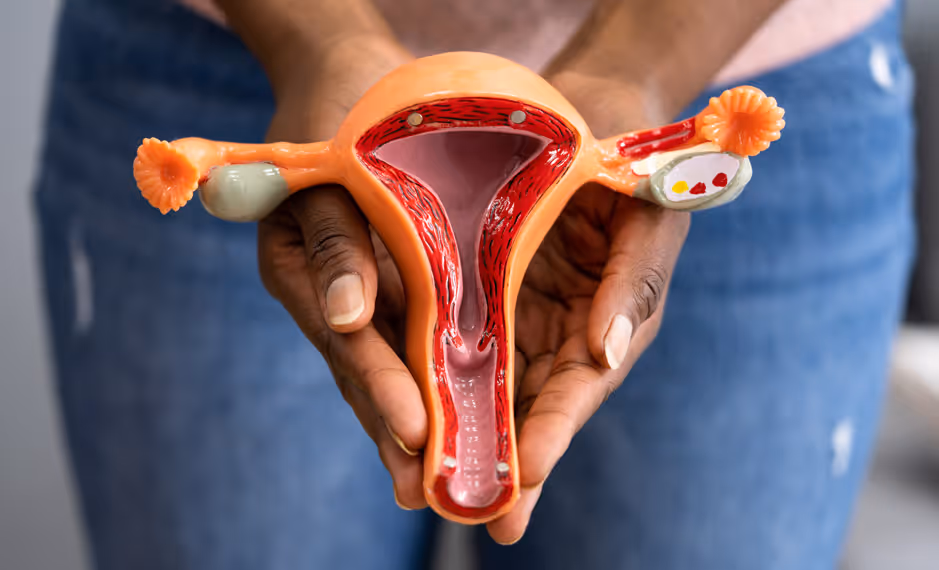 Hands holding a detailed anatomical model of the female reproductive system including uterus and ovaries.