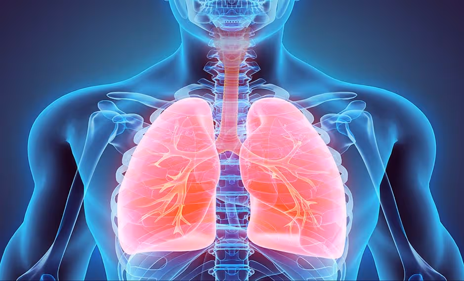 Transparent view of upper torso showing ribs, spine, and glowing pink human lungs with bronchial tubes.