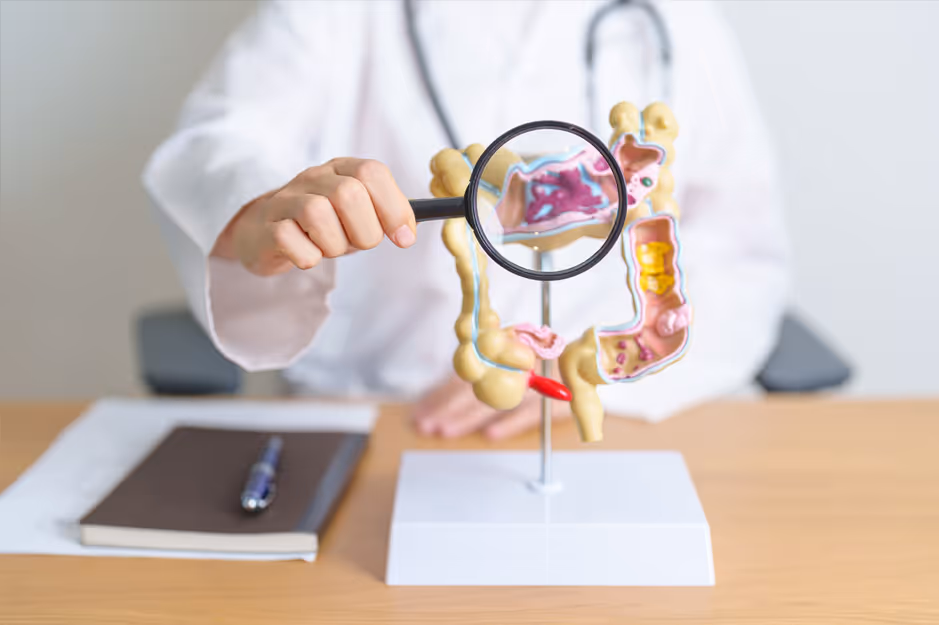 Doctor holding a magnifying glass over a model of the human digestive system on a desk.