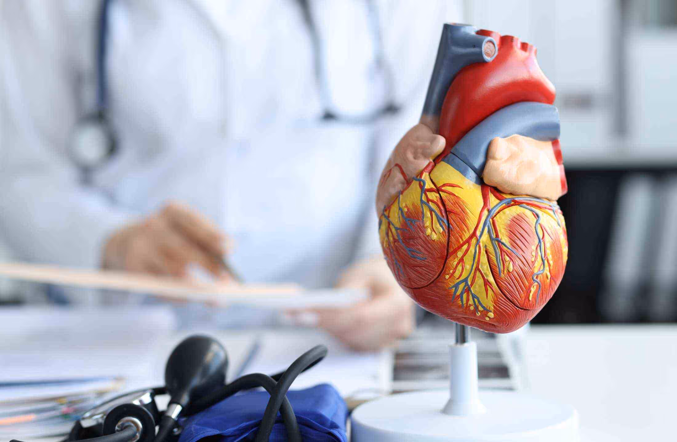Medical heart model showing arteries and veins on a desk with a doctor in the background.