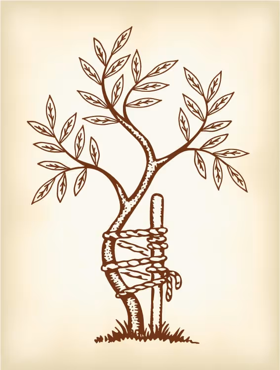 A small tree with branches and leaves supported by a stake tied with a rope around the trunk.