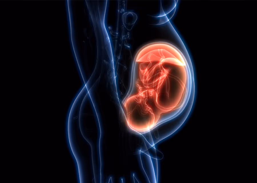 X-ray style side view of a pregnant woman's body showing a fetus inside the womb in red.