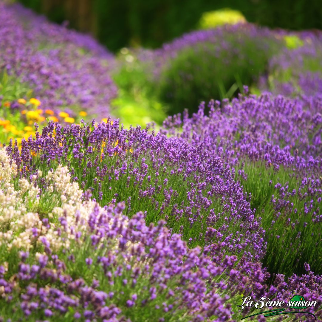 La lavande : une plante aussi jolie que robuste, parfaite pour les jardins du canton de Vaud.