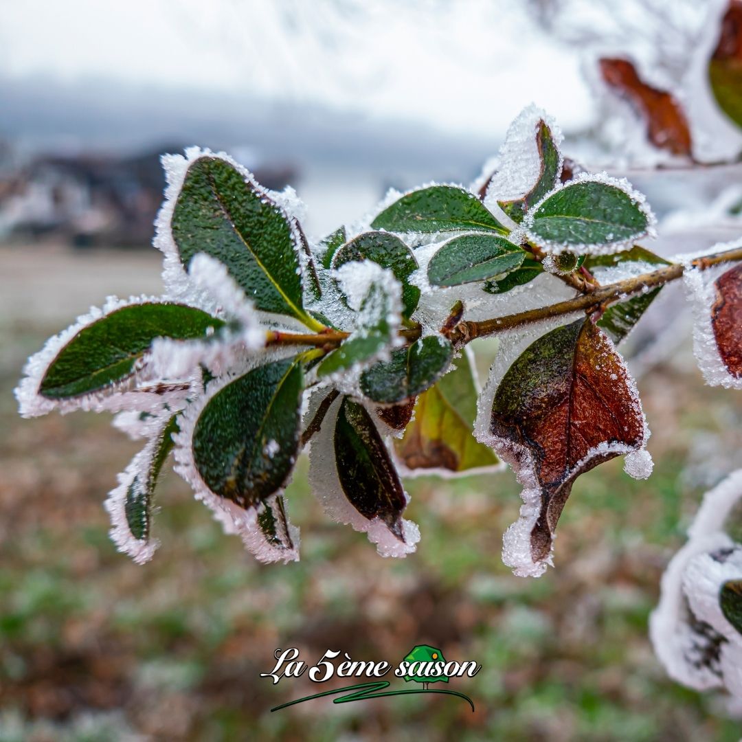 Certains arbres résistent au gel.