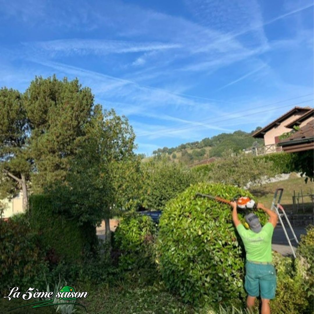 Taille de haie en cours par la 5ème saison