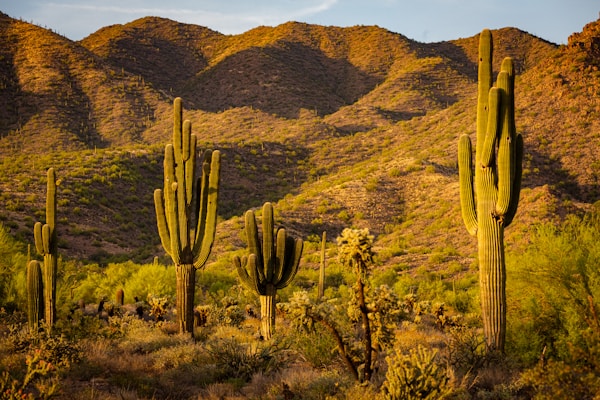 a large group of cactus plants in a field