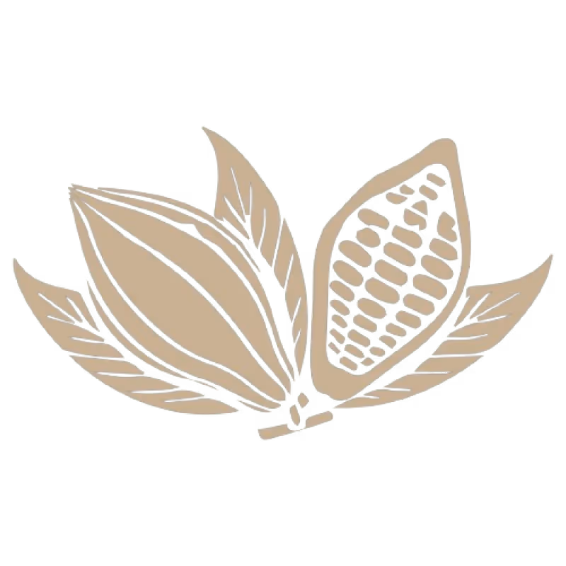 Desenho estilizado de uma vagem de cacau aberta com sementes visíveis, acompanhada de três folhas.