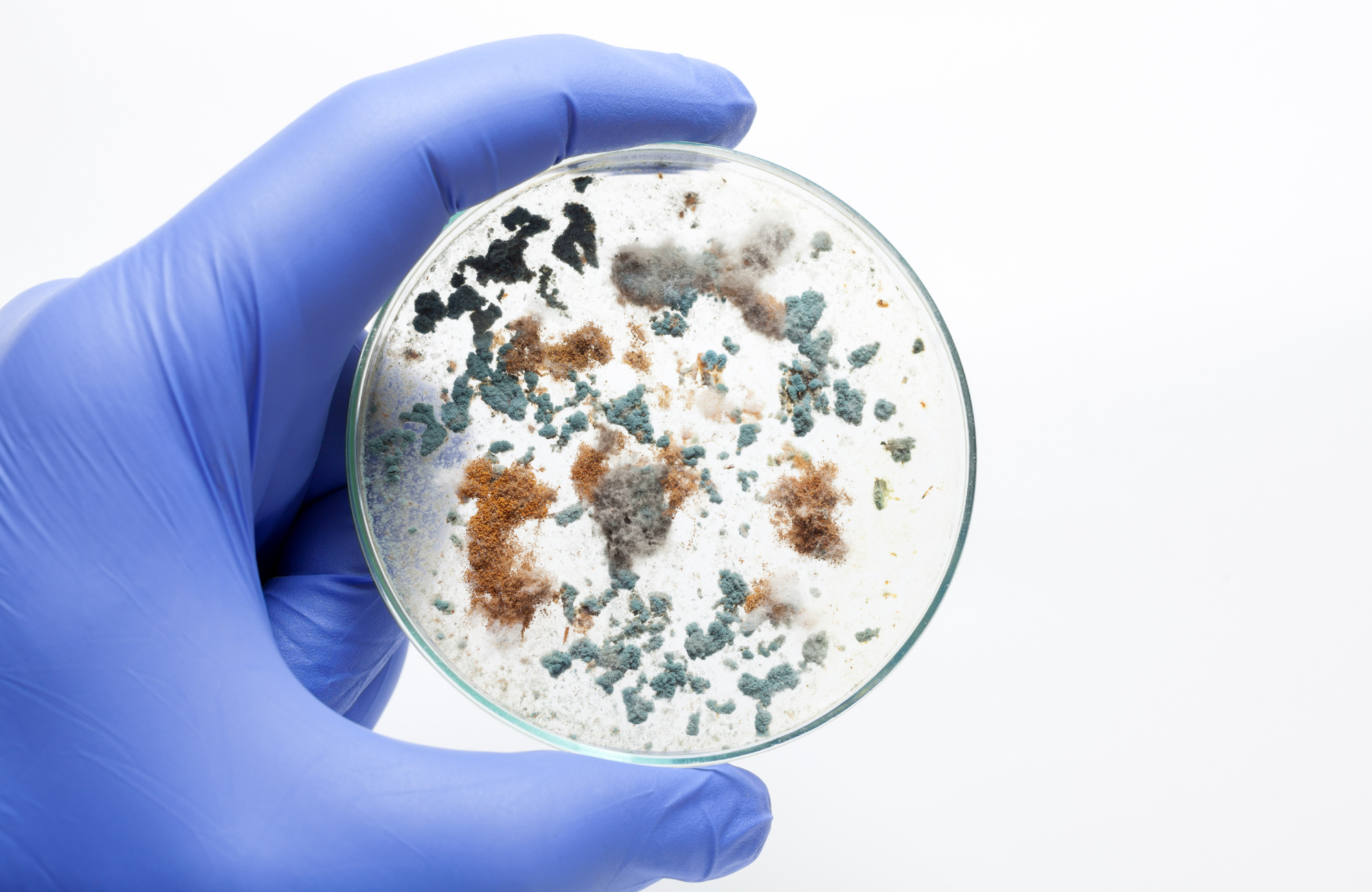 Hand in blue glove holding a petri dish with various mold colonies of different colors.
