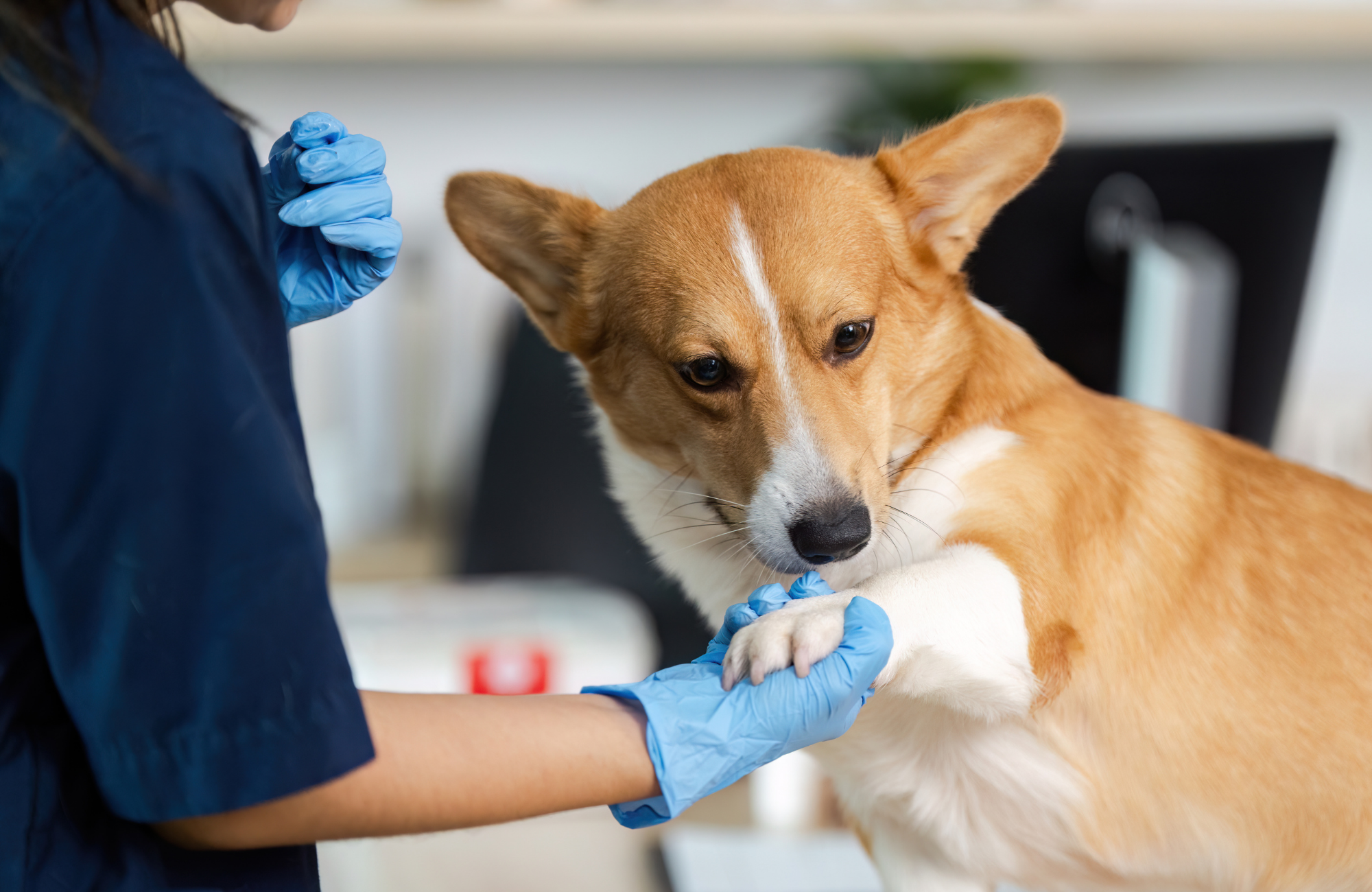 Veterinarian wearing blue gloves holding a corgi dog's paw during a checkup.