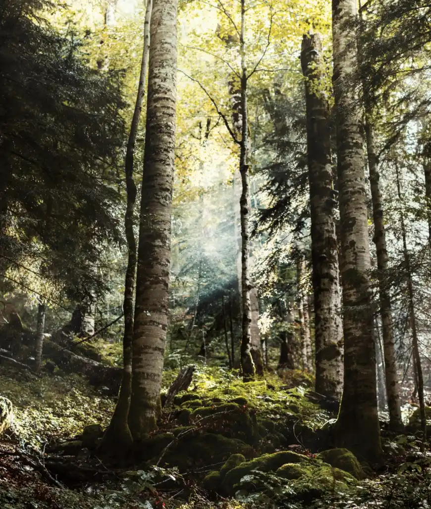 foto af skov