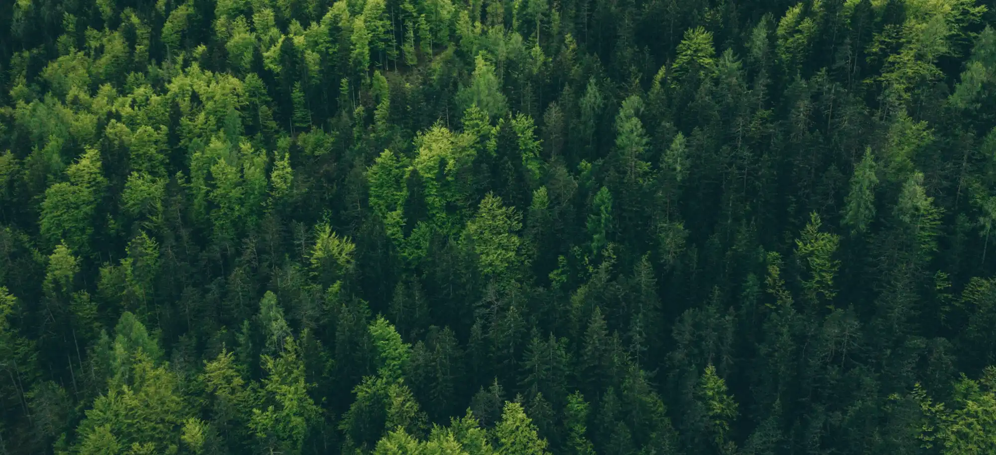 luftfoto af skov
