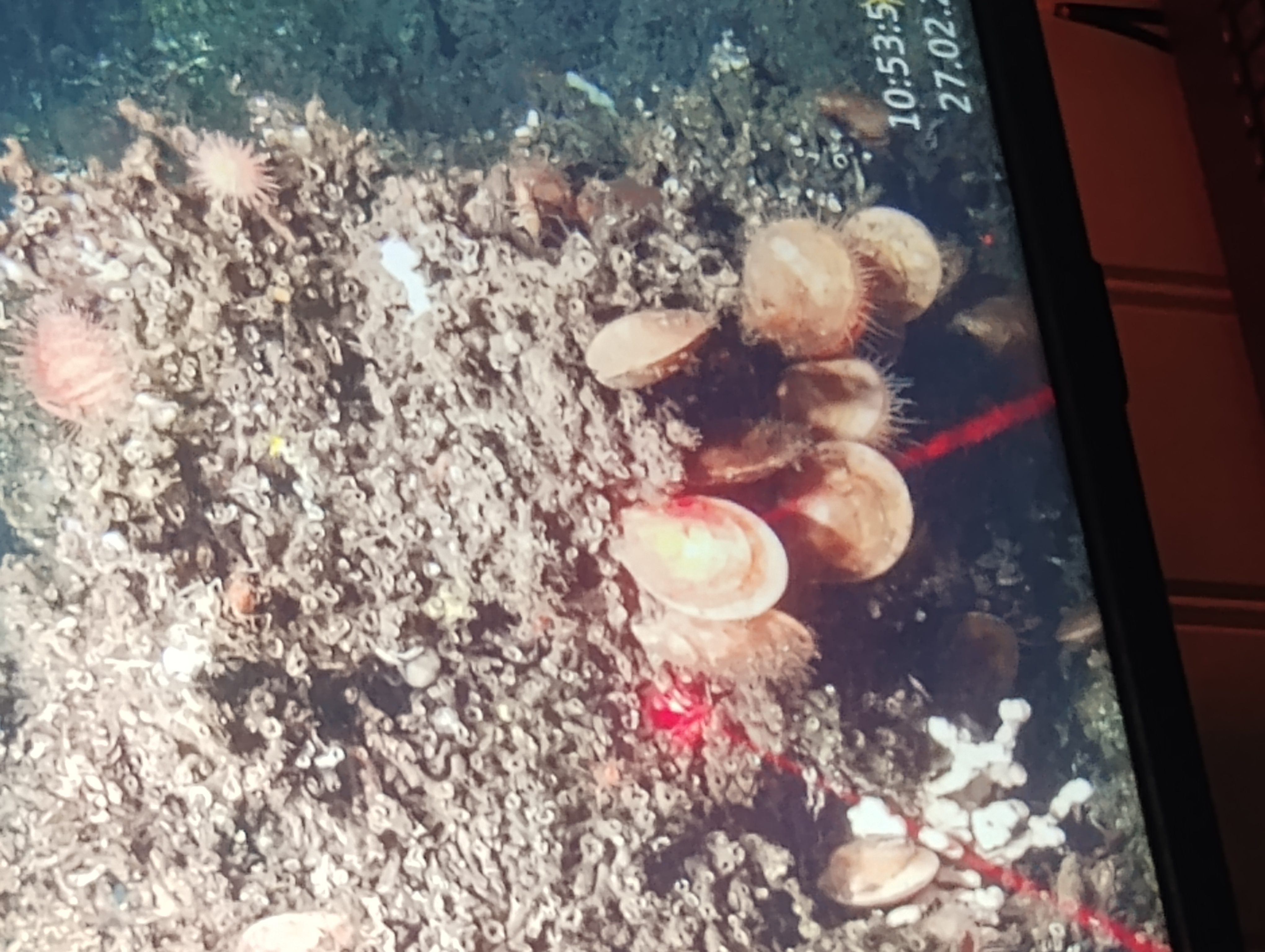 Summer Experiment on Deep-Sea Coral and Bivalve at Austevoll
