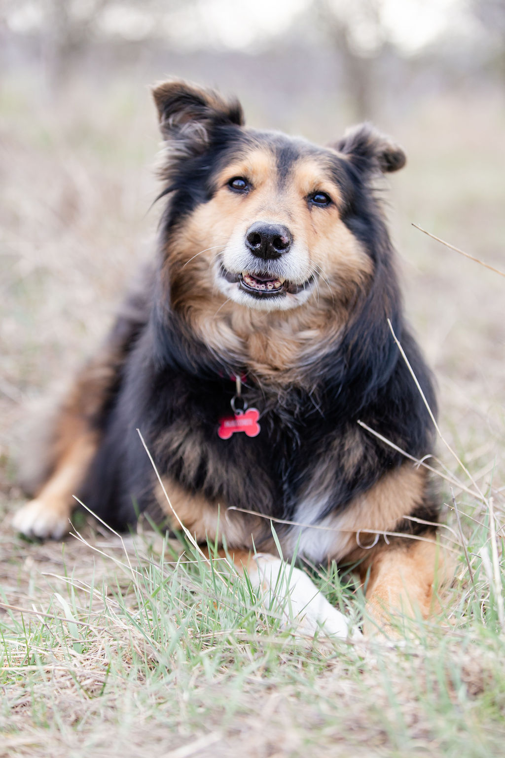 kutyás fotózás kültéren Fenyvessy Fotó