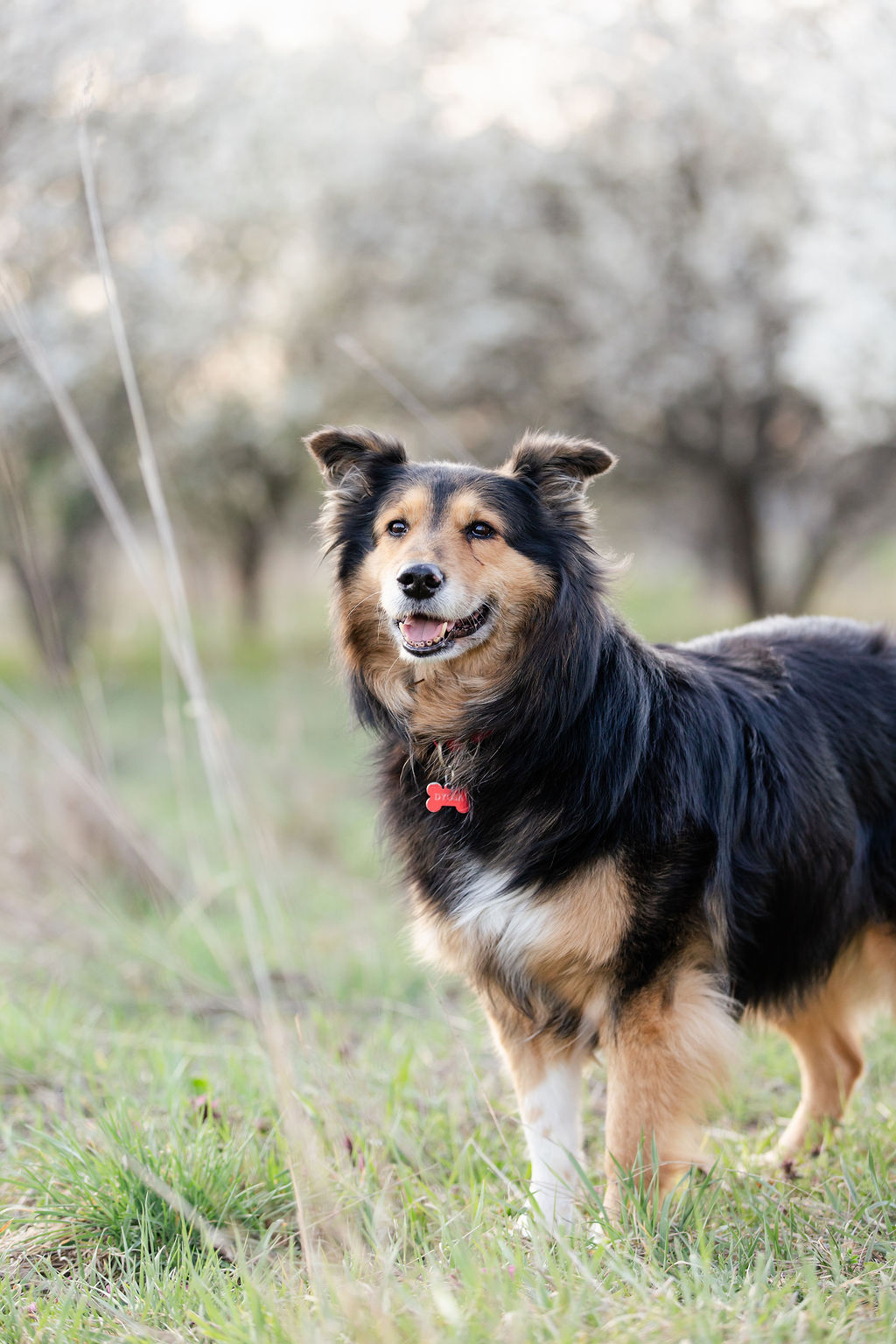 Családtag kutya családi tavaszi fotózáson