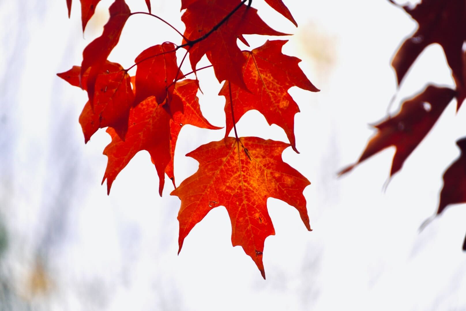 Employer Brand Is the New Recruiting Budget Multiplier