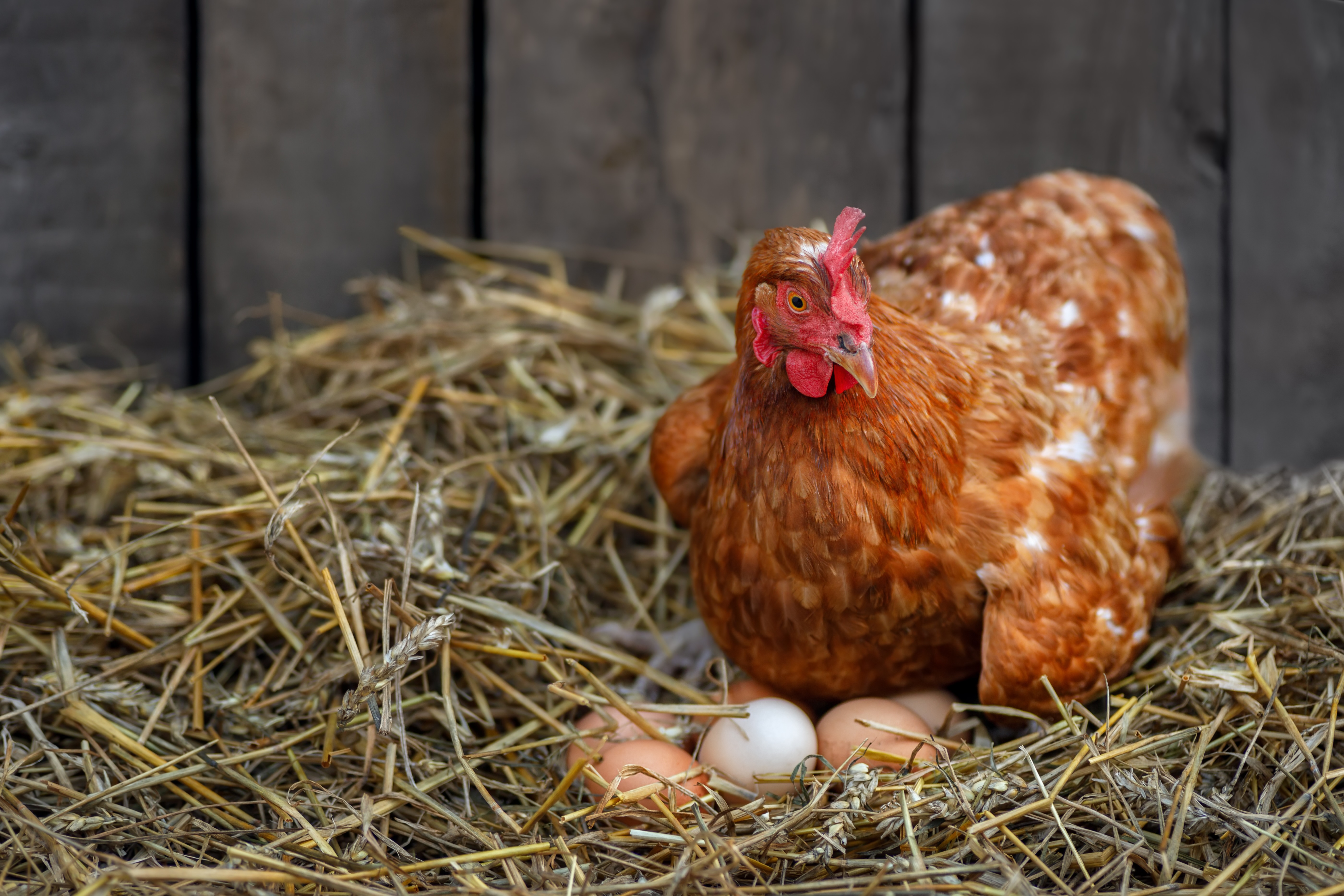 Hen laying over fresh laid eggs inside of a wooden chicken coop