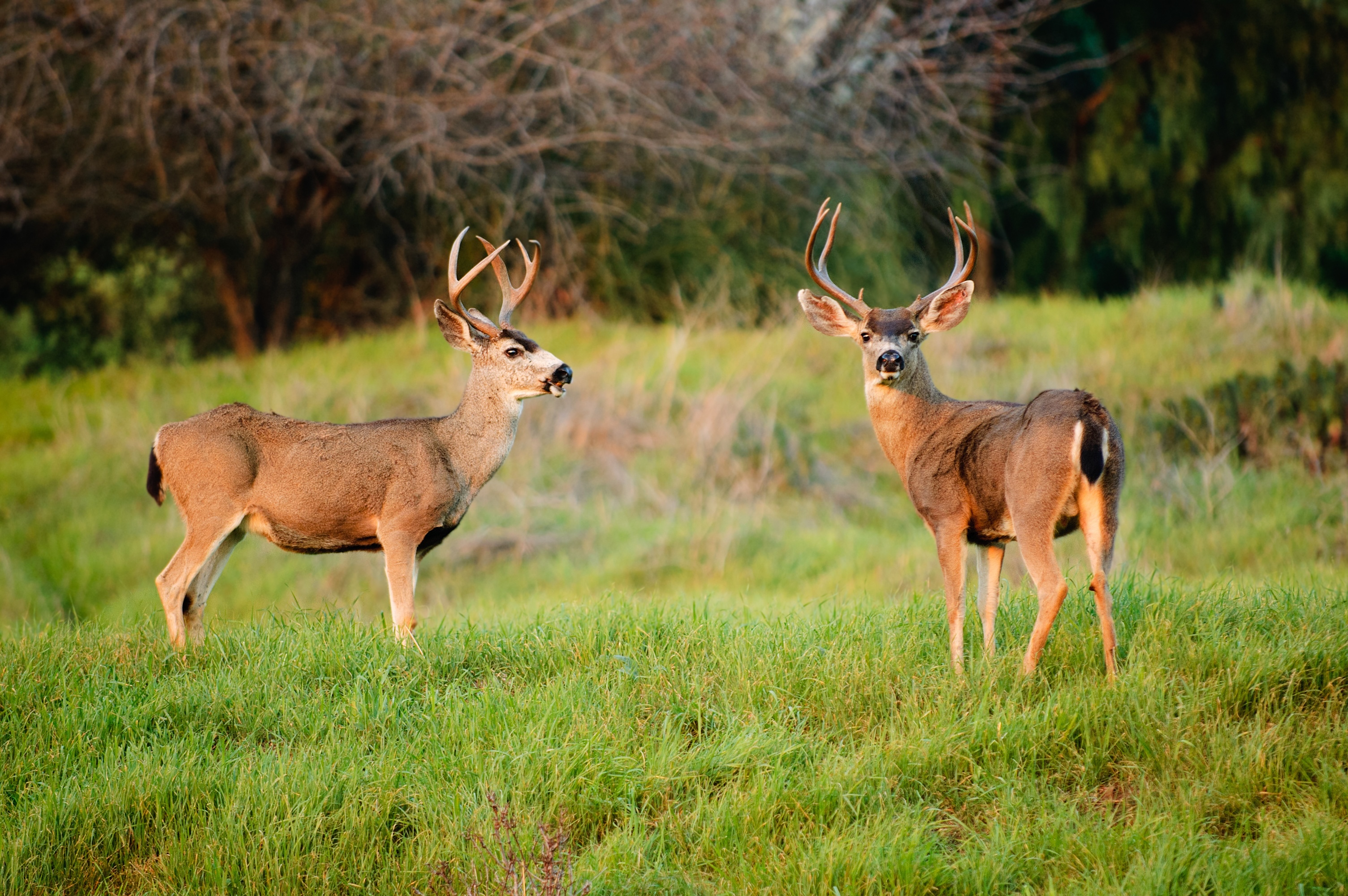 Two buck deer sitting in a green field while looking around