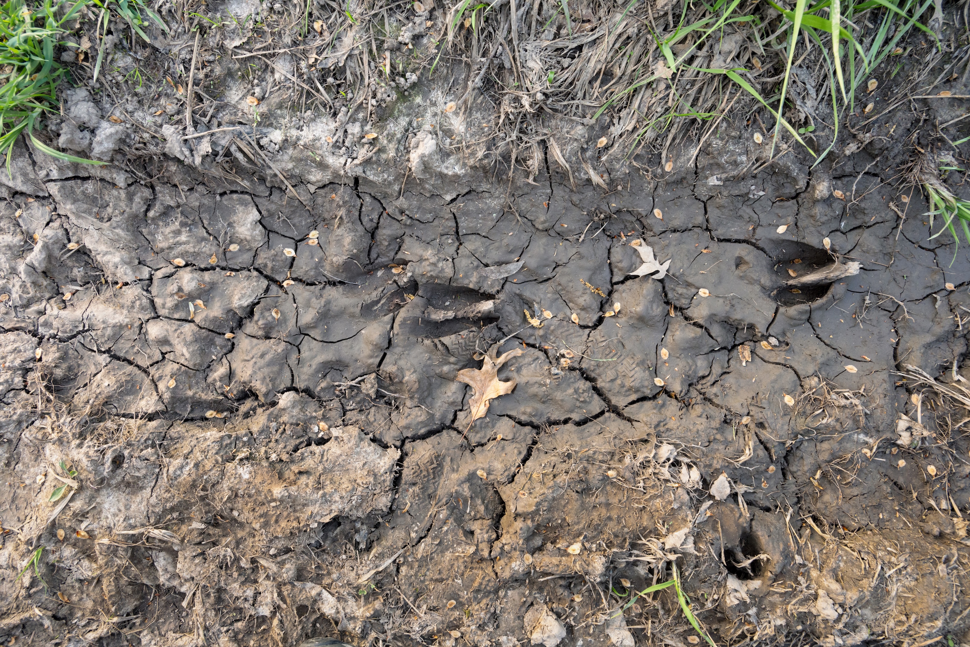 Deer tracks in a mud path in the woods