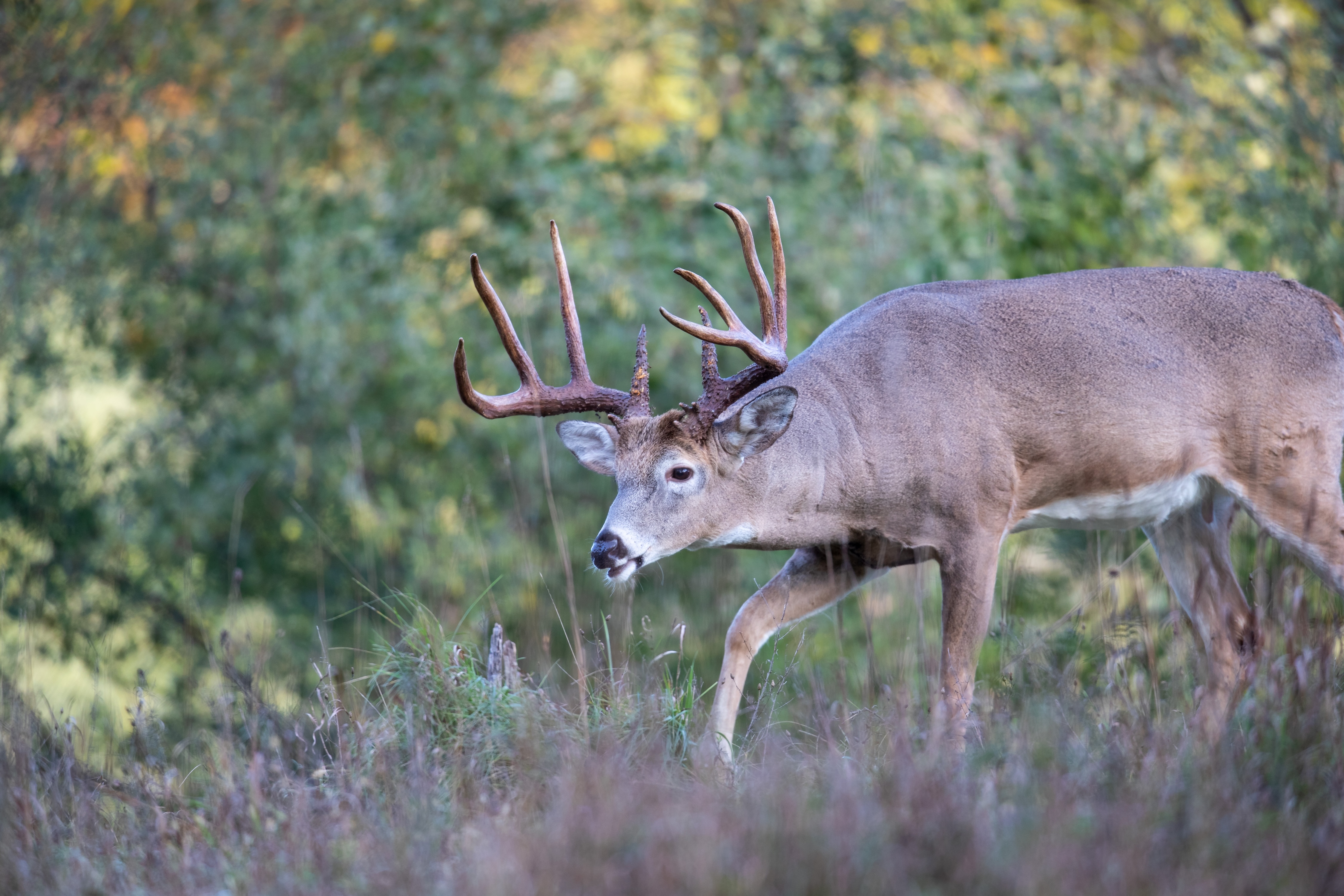 Buck slowly slow moving through a wooded area