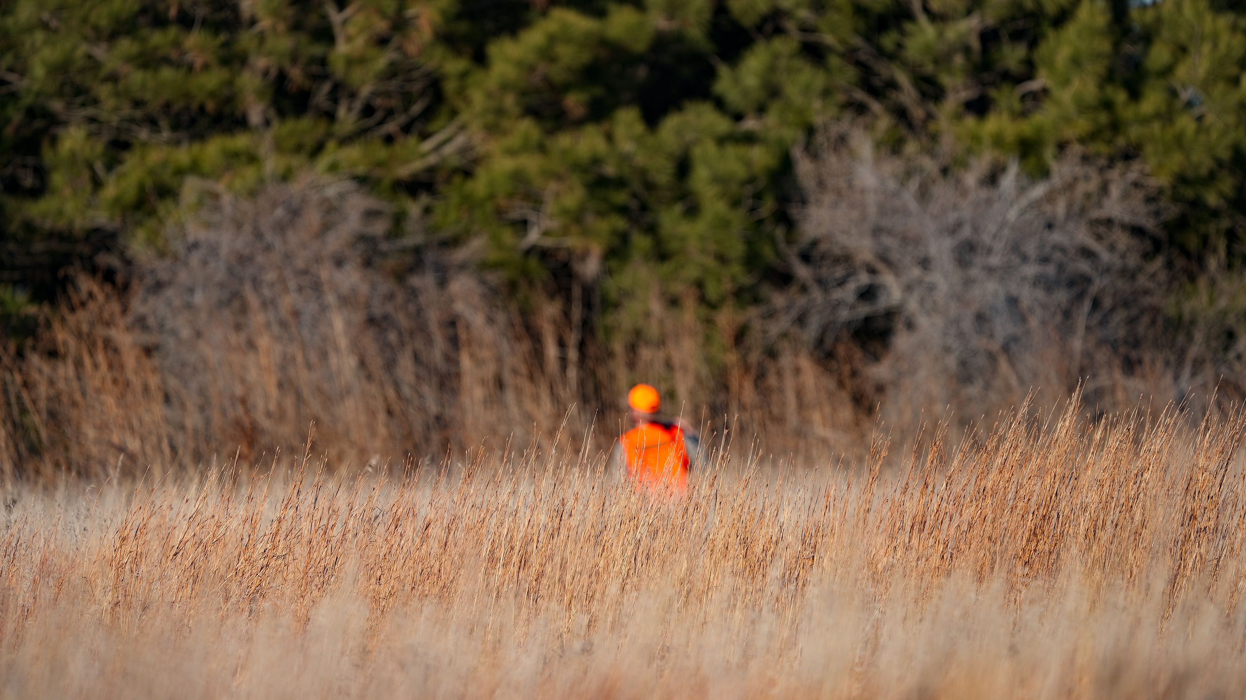 Hunter in blaze orange walking through an open field on a bright day
