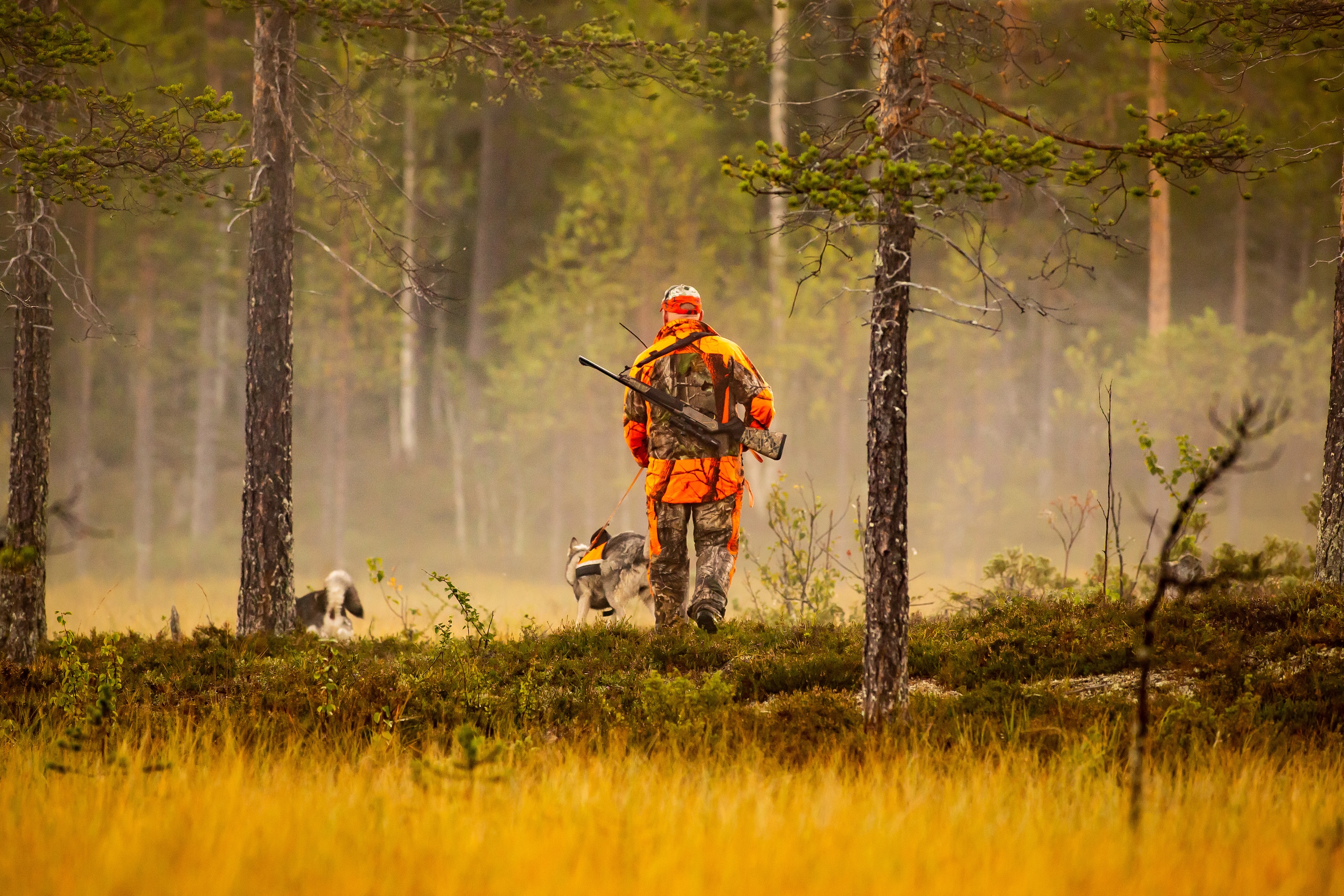 Person walking through the woods at golden hour while wearing camo and blaze orange for hunting