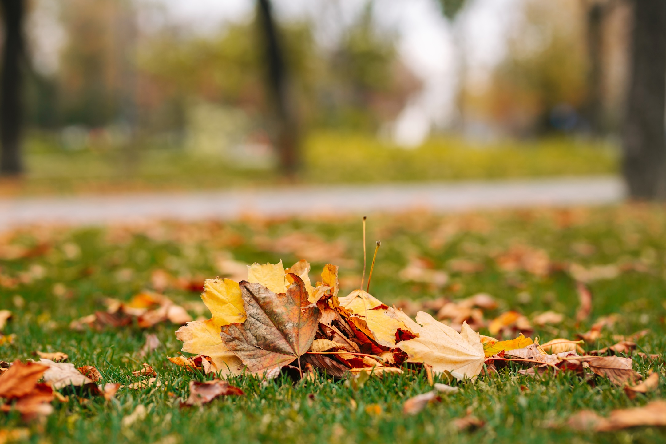 Get your yard ready before winter hits. Use this fall yard cleanup checklist for lawn care, garden prep, and tool storage—perfect for Midwest properties.