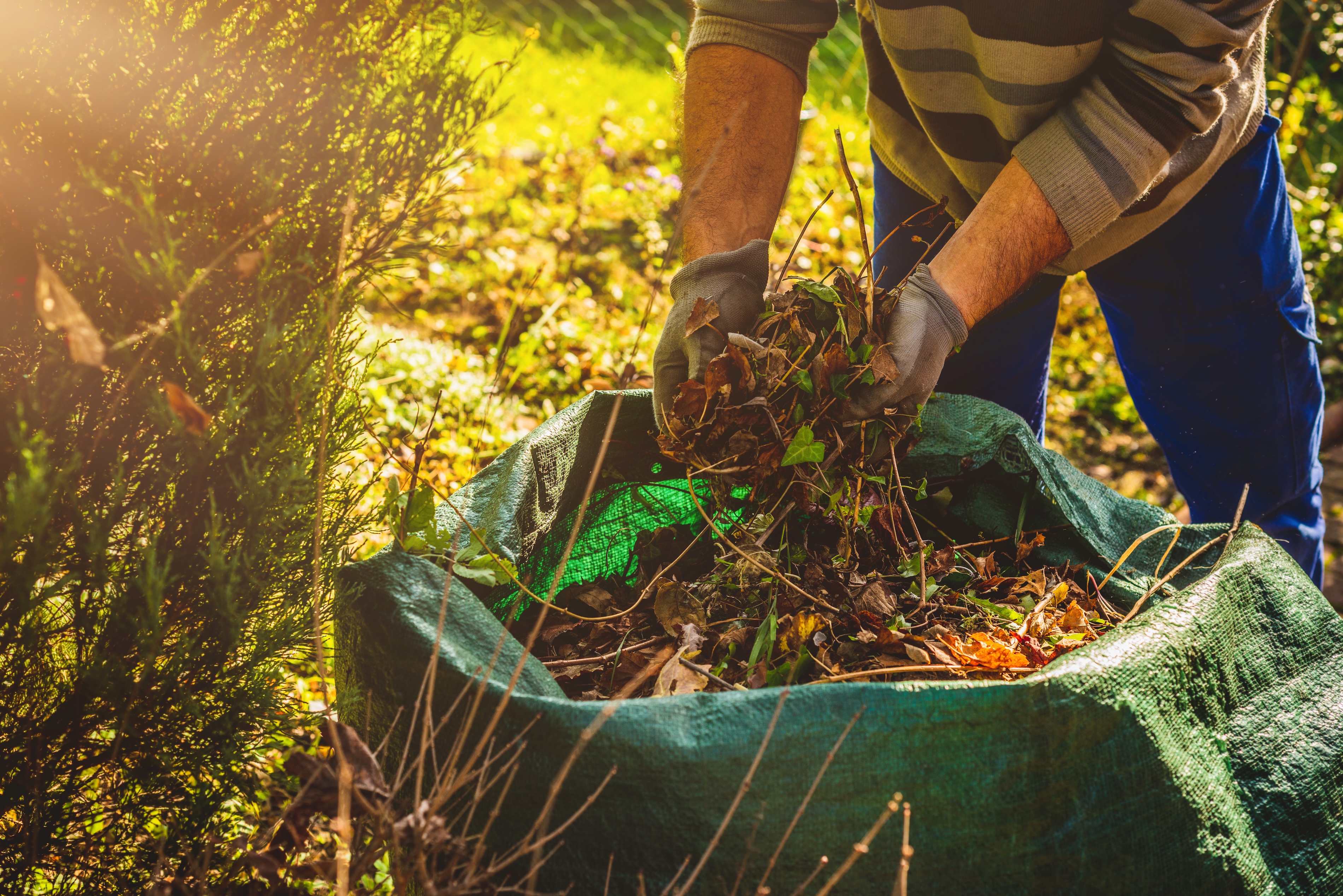 Man wearing gloves and working on cleaning up shrubs on a fall day