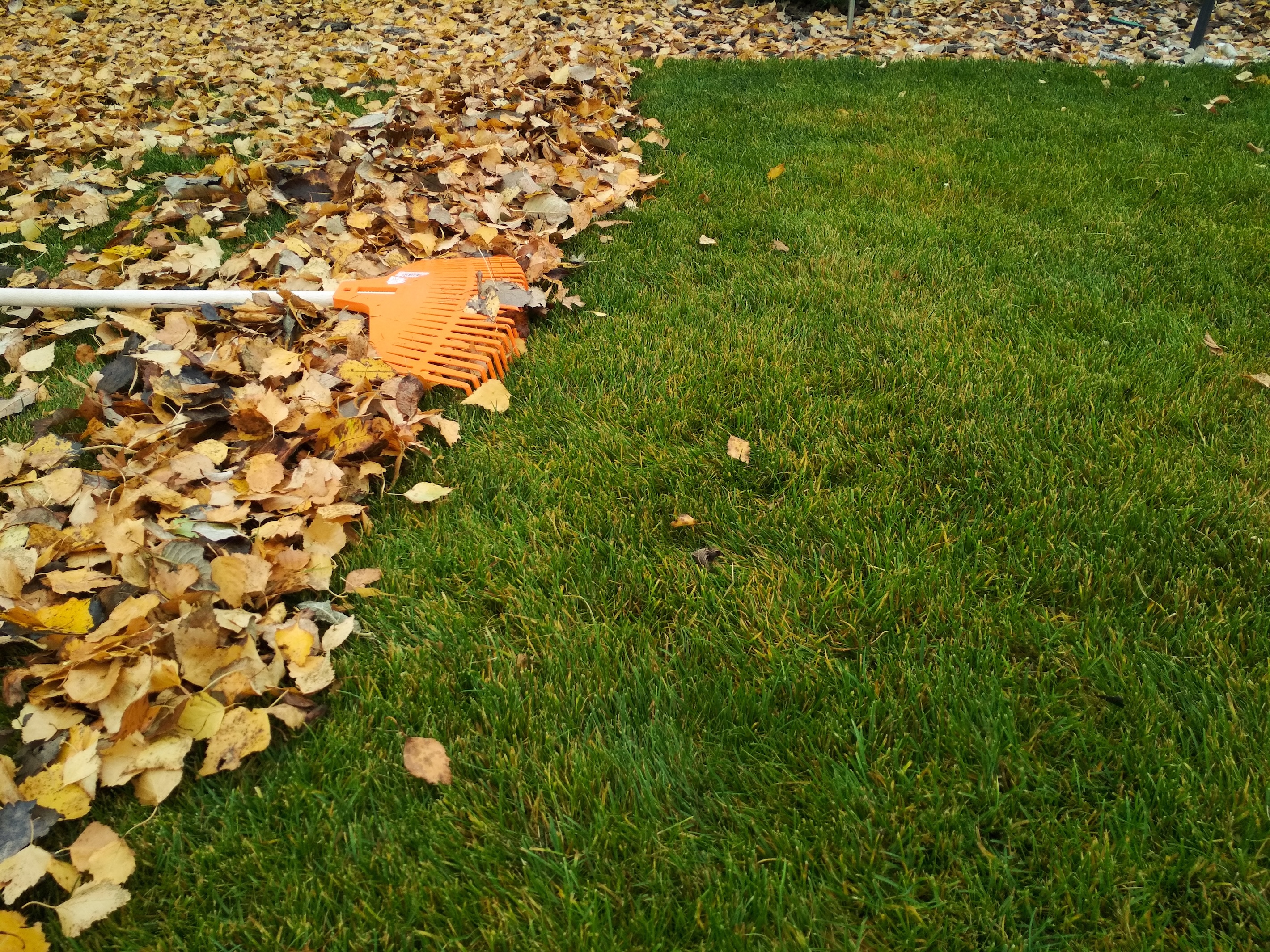 Fall leaves being raked to clean up a patch of green grass