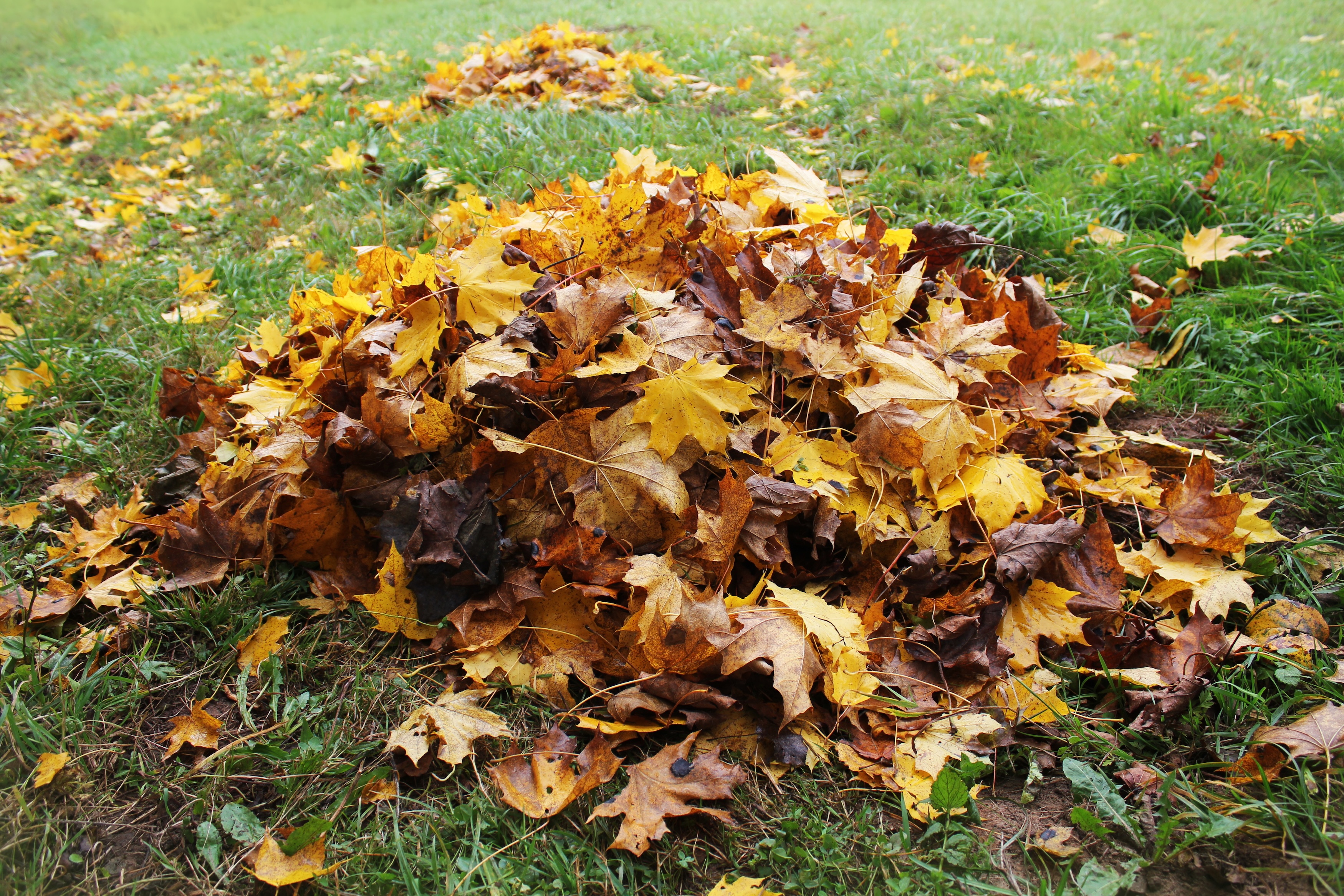 Pile of fall leaves on a patch of green grass
