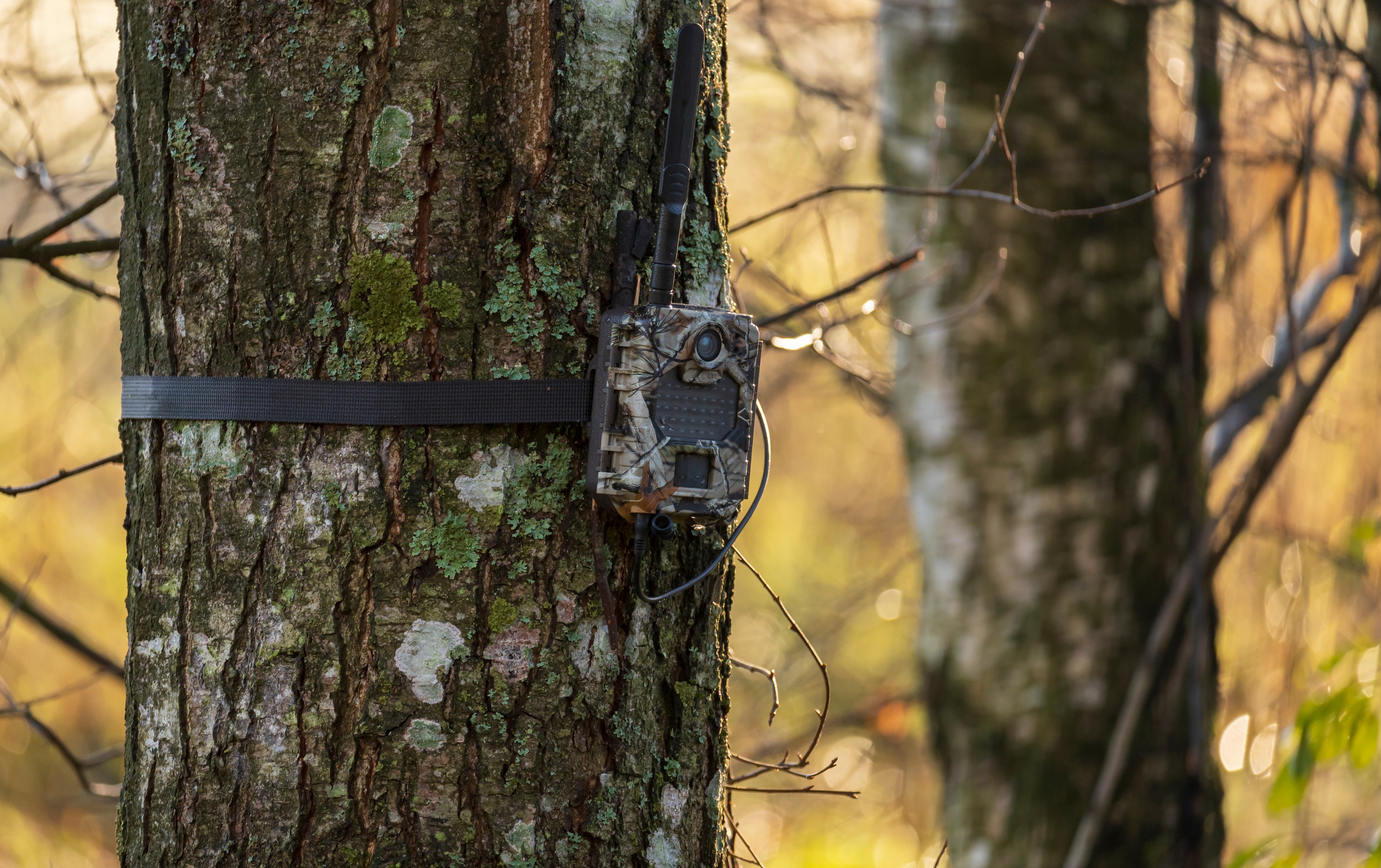 Hunting trail cam set up on a tree to be hidden and track animals