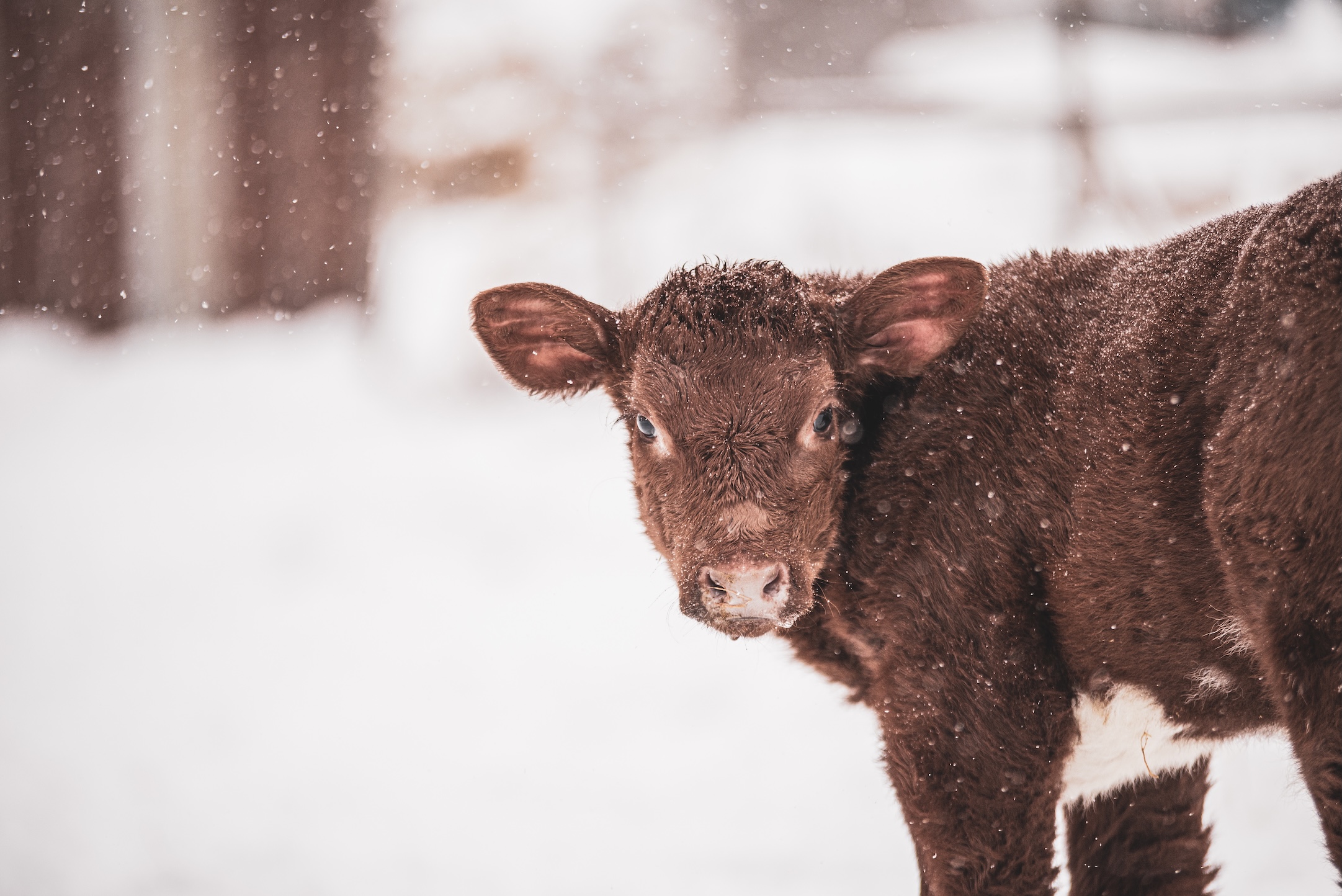 Get your farm ready for cold weather with these 10 essential winter prep tips. Learn how to protect livestock, equipment, and buildings.