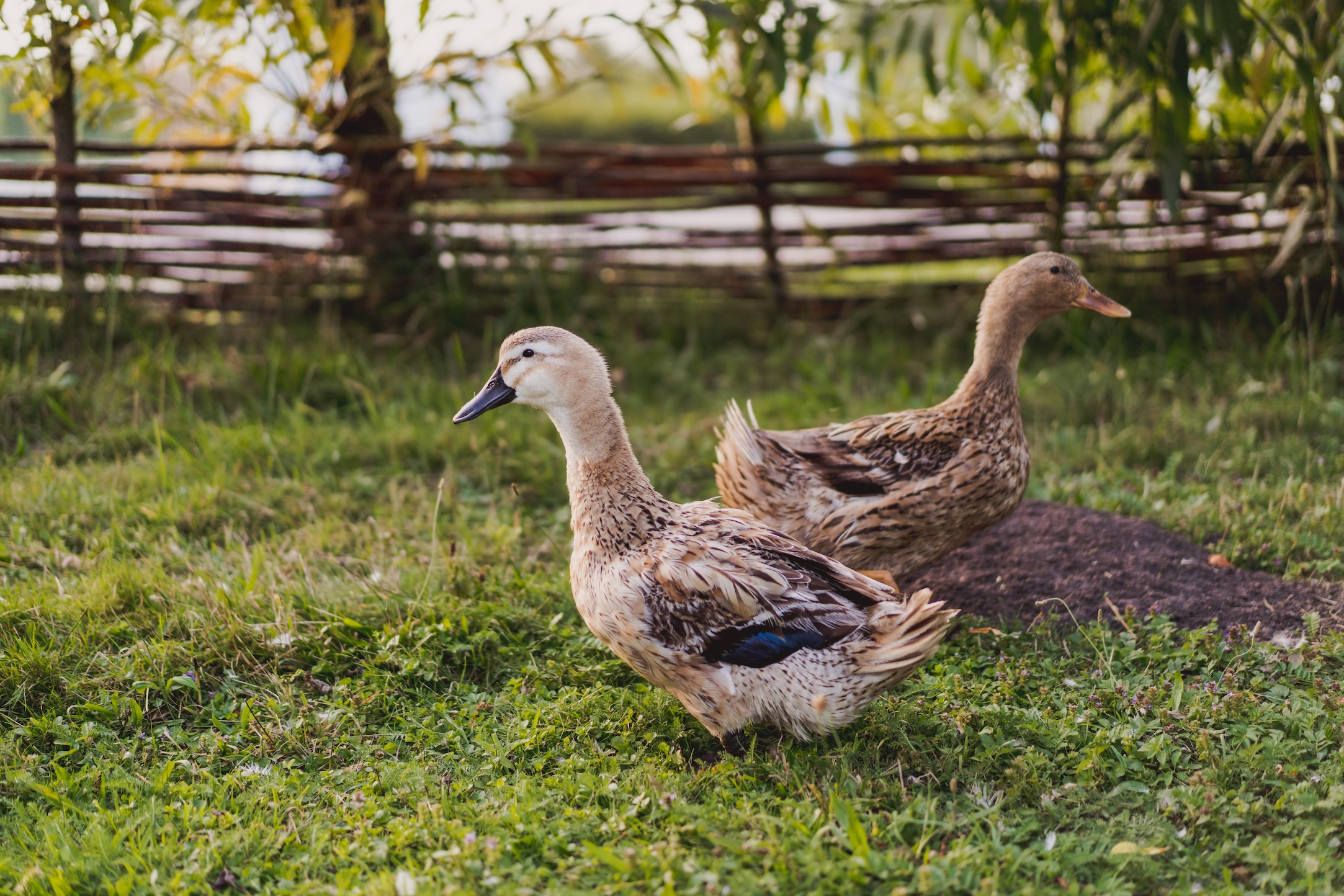 Learn how to care for ducks with our complete guide to raising ducks. Explore domestic duck breeds, housing needs, the best food for ducks, and health tips.