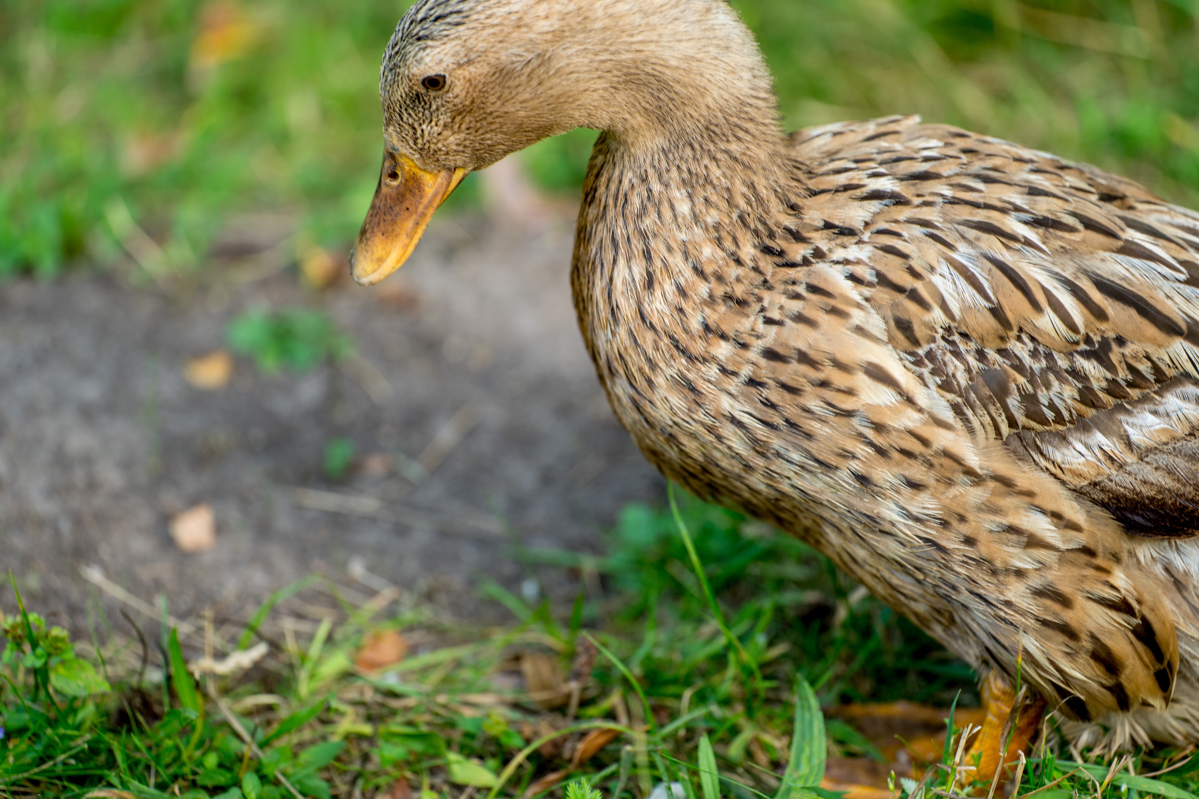domesticated duck in grass