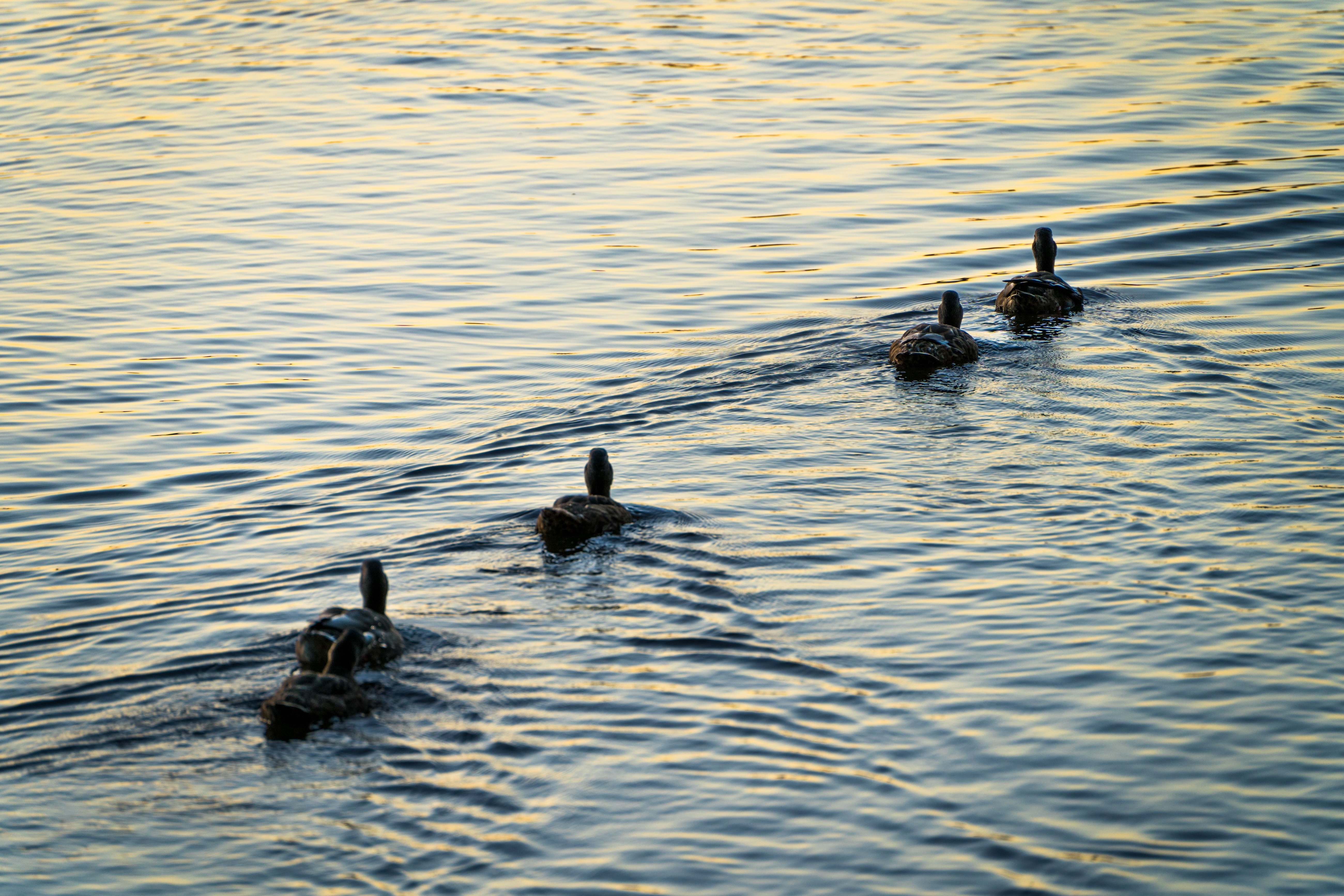 Group of 4 ducks swimming in a body of water at twilight