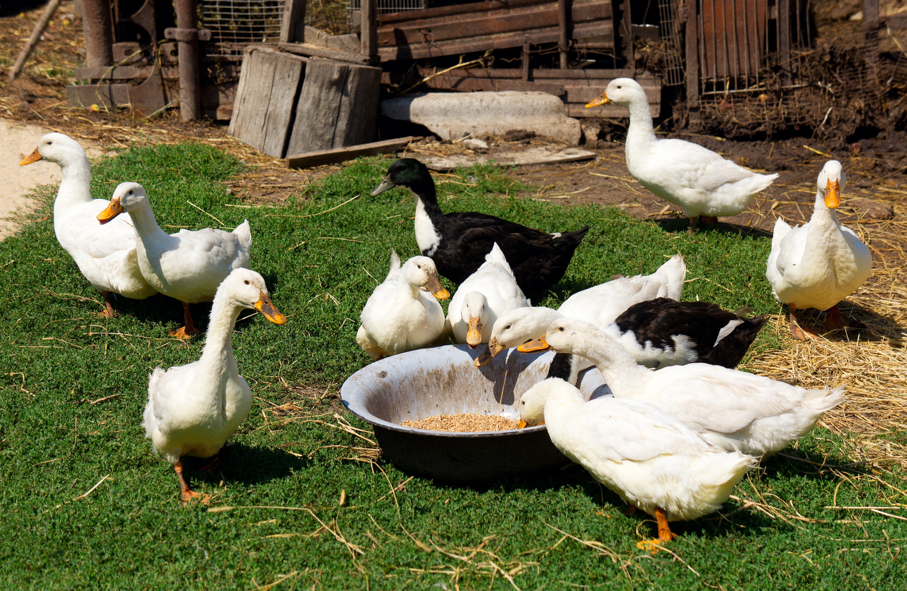 Group of domesticated ducks eating out of a bowl in a backyard