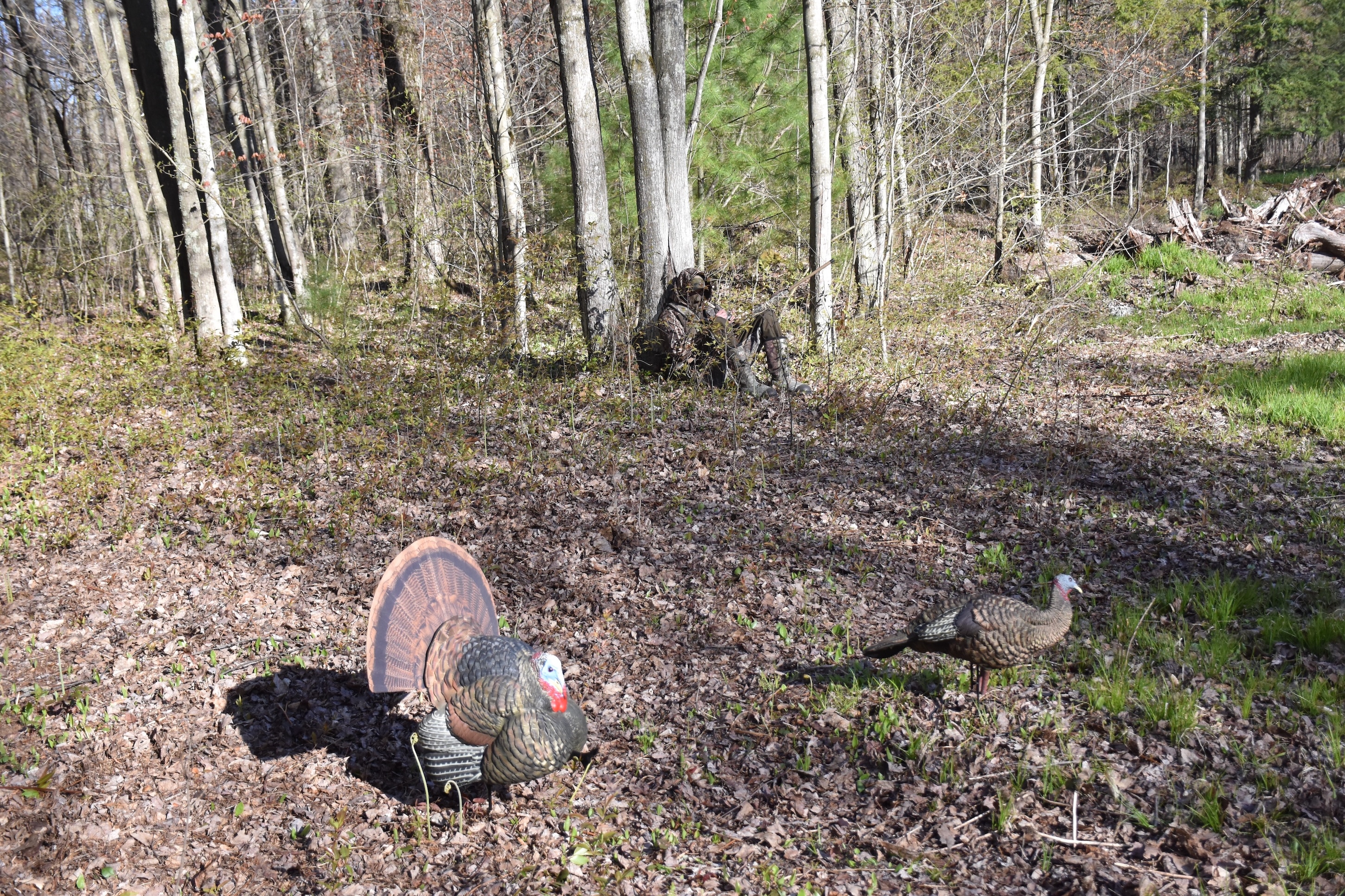 person dressed in camo while turkey hunting near turkeys