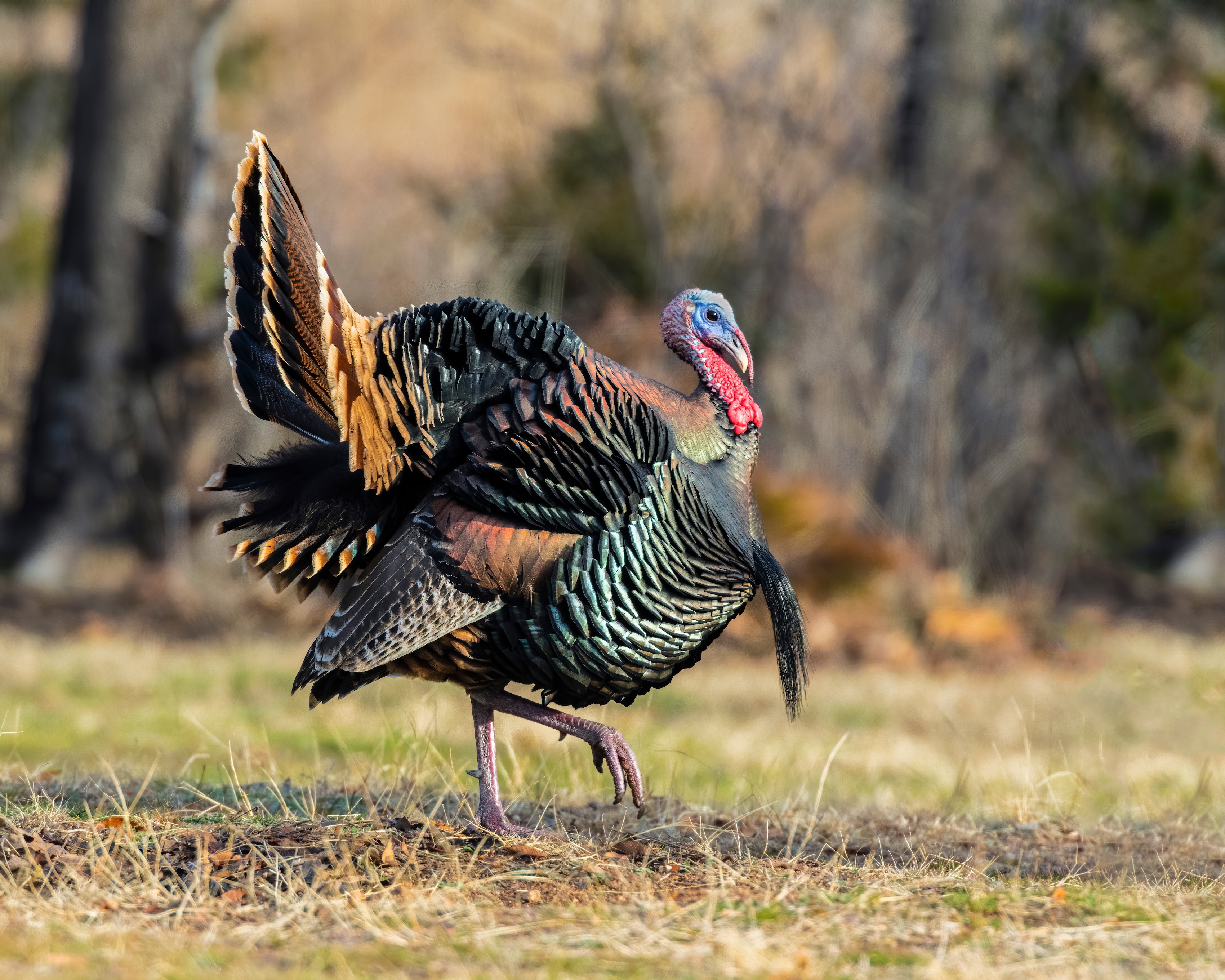 turkey in the open grass and woods