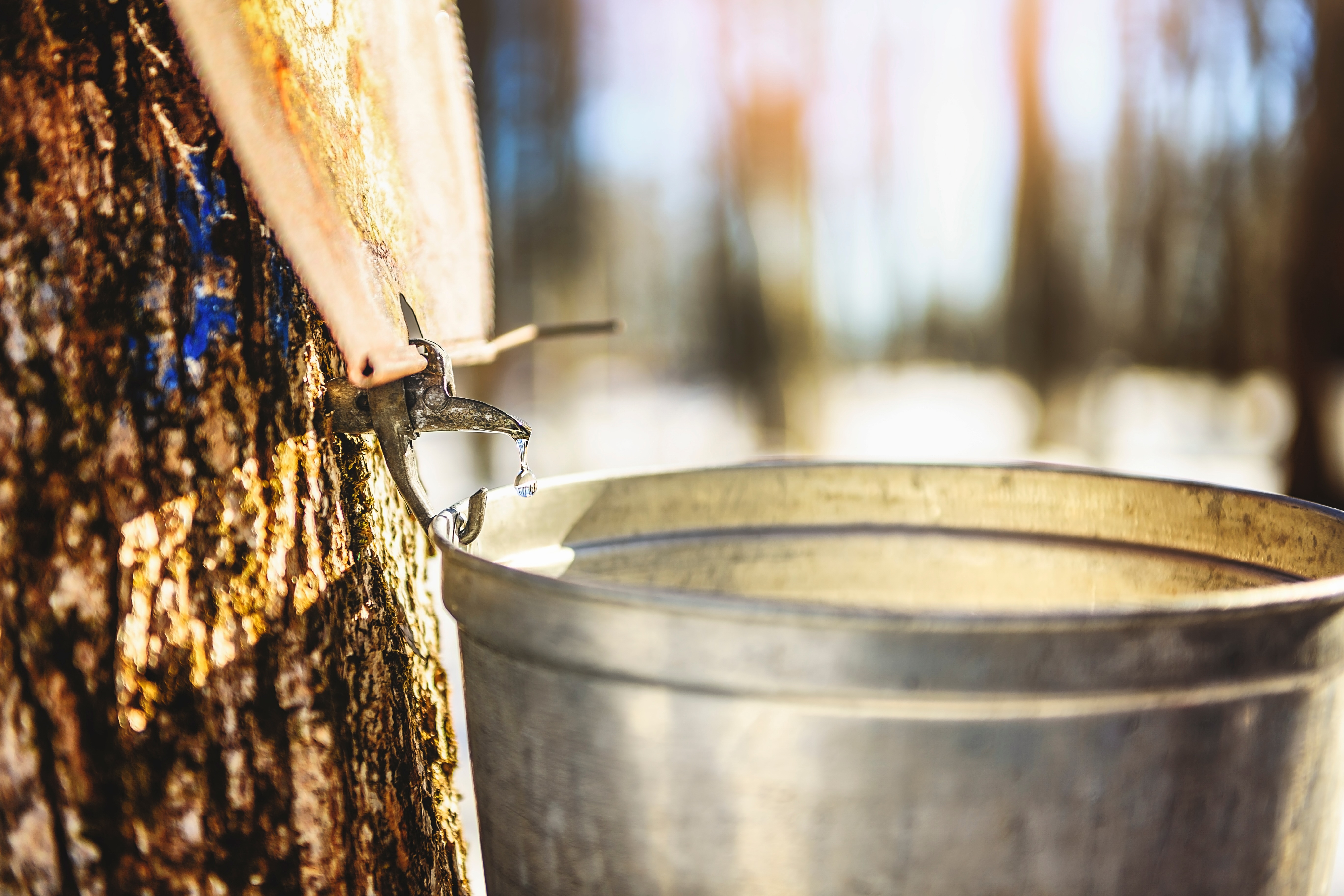 Tree sap being tapped out of a tree into a silver bucket to make maple syrup