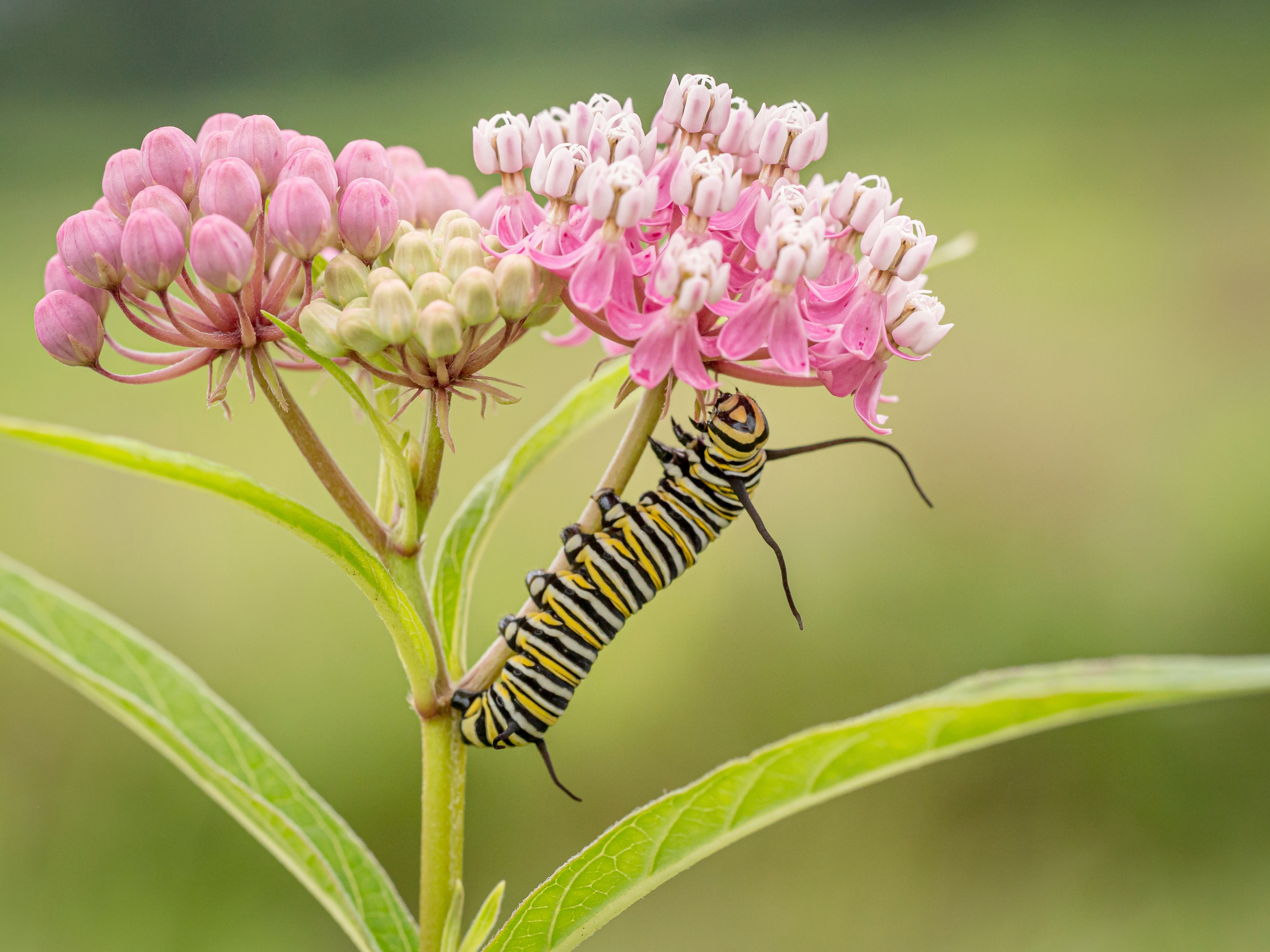 caterpillar climbing up a pink flower