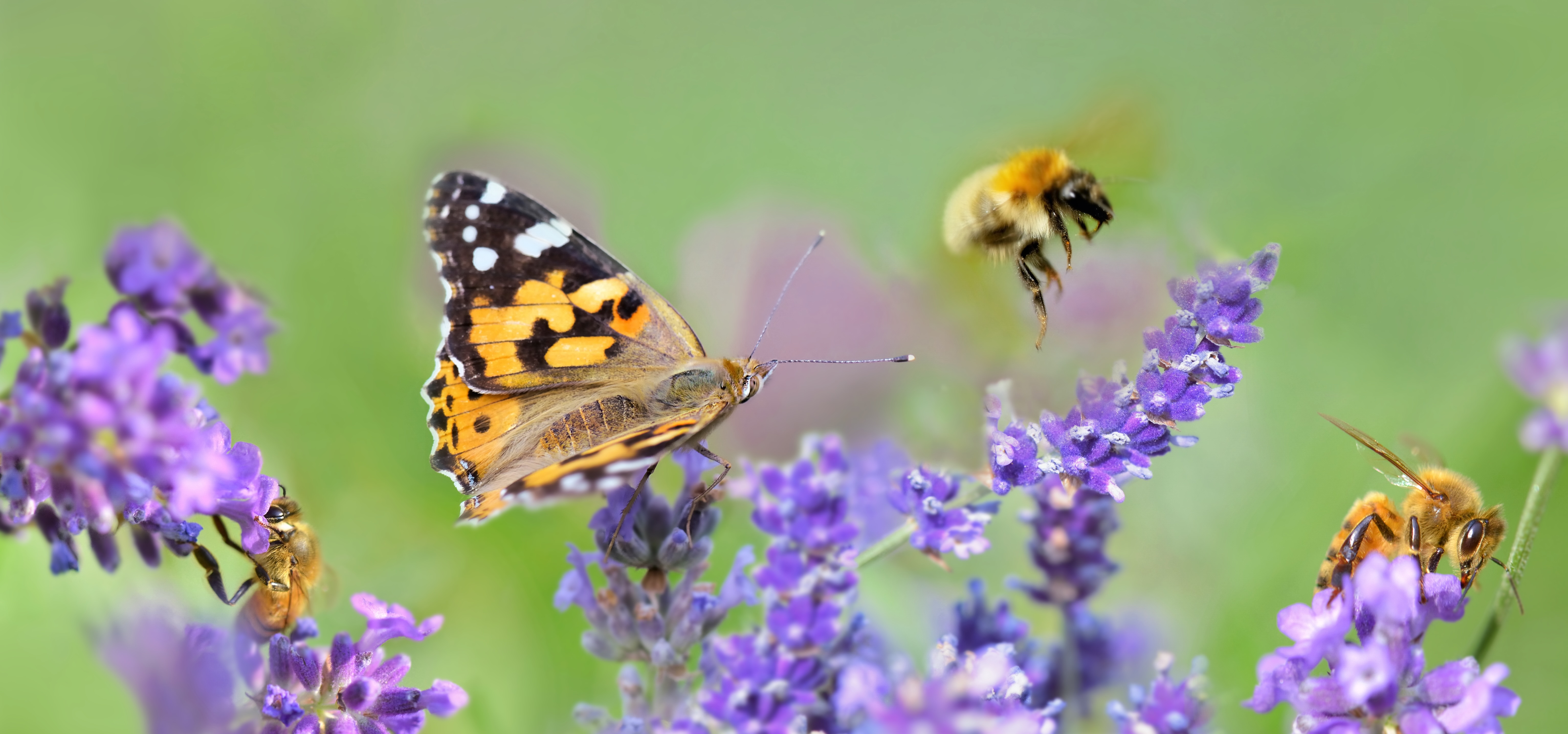 bees and a butterfly landing on purple plants for pollination