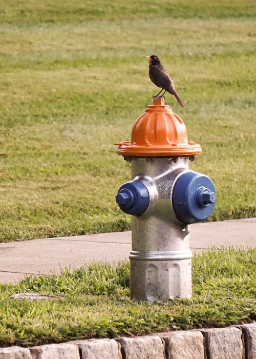 Small bird perched on fire hydrant