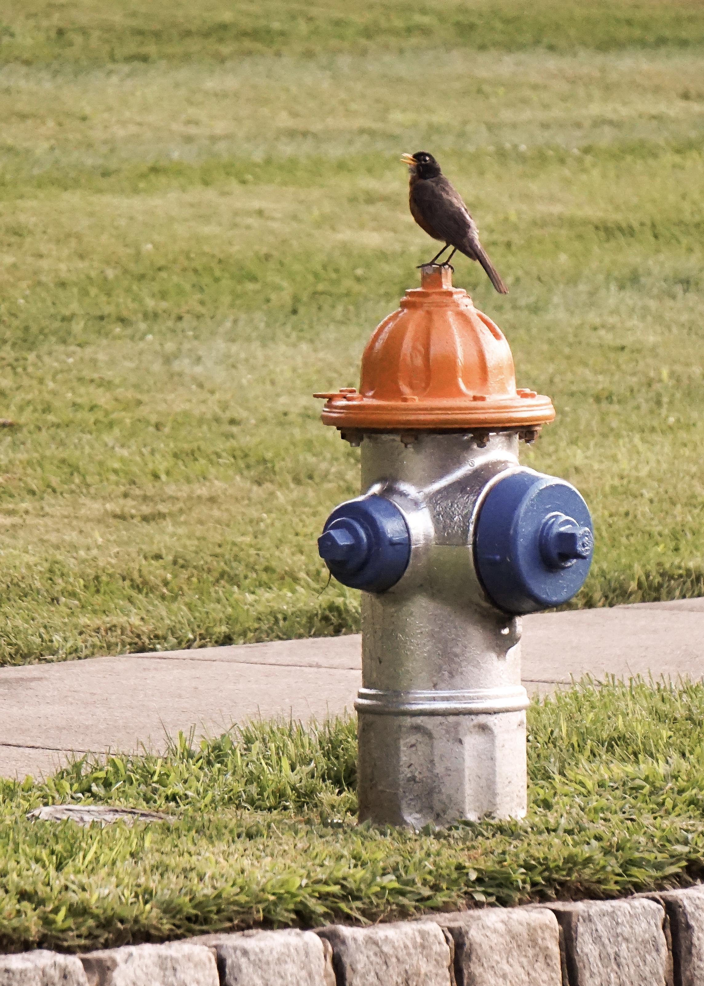 Small bird perched on fire hydrant
