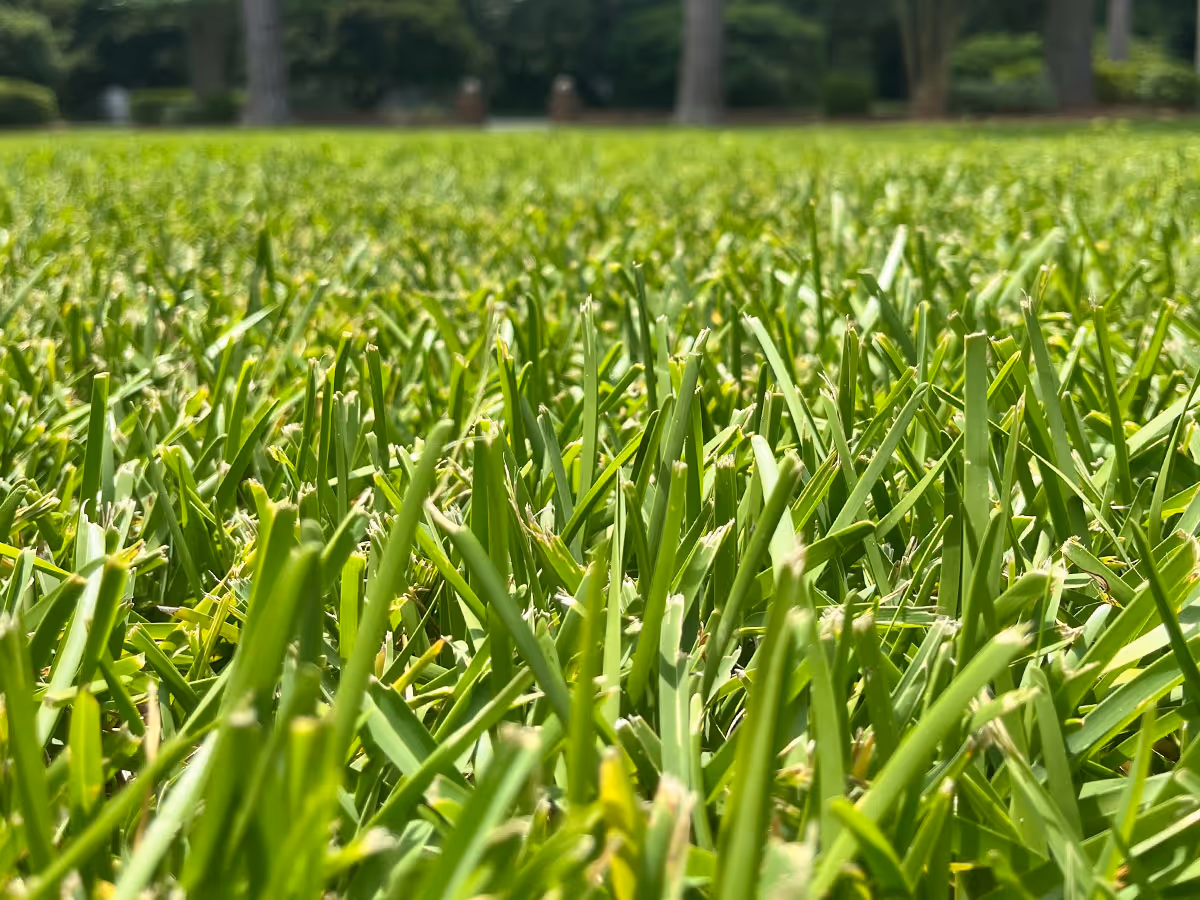 Healthy grass portraying professional lawn care service, Bluffton, SC.