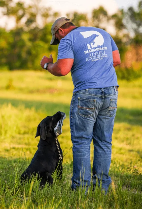 lab returning training dummy back to tigh