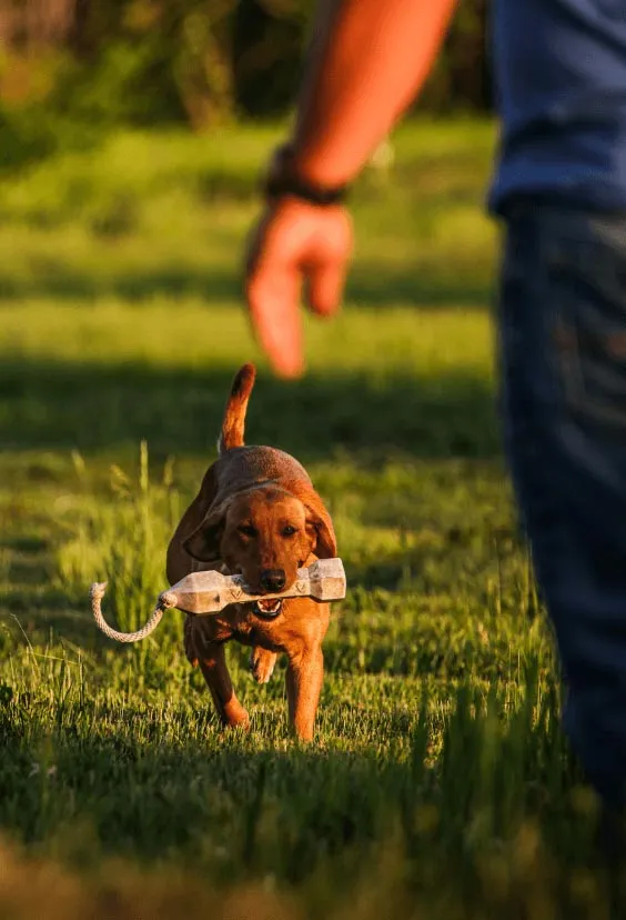 lab retrieving dummy